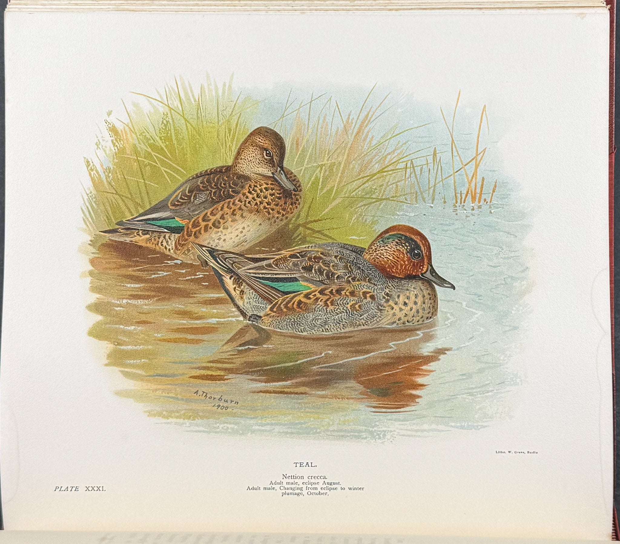 Millais's ..British.. Ducks - Volume with 41 Color Bird Plates, 6 Photogravures, & 25 Monochrome Plates
