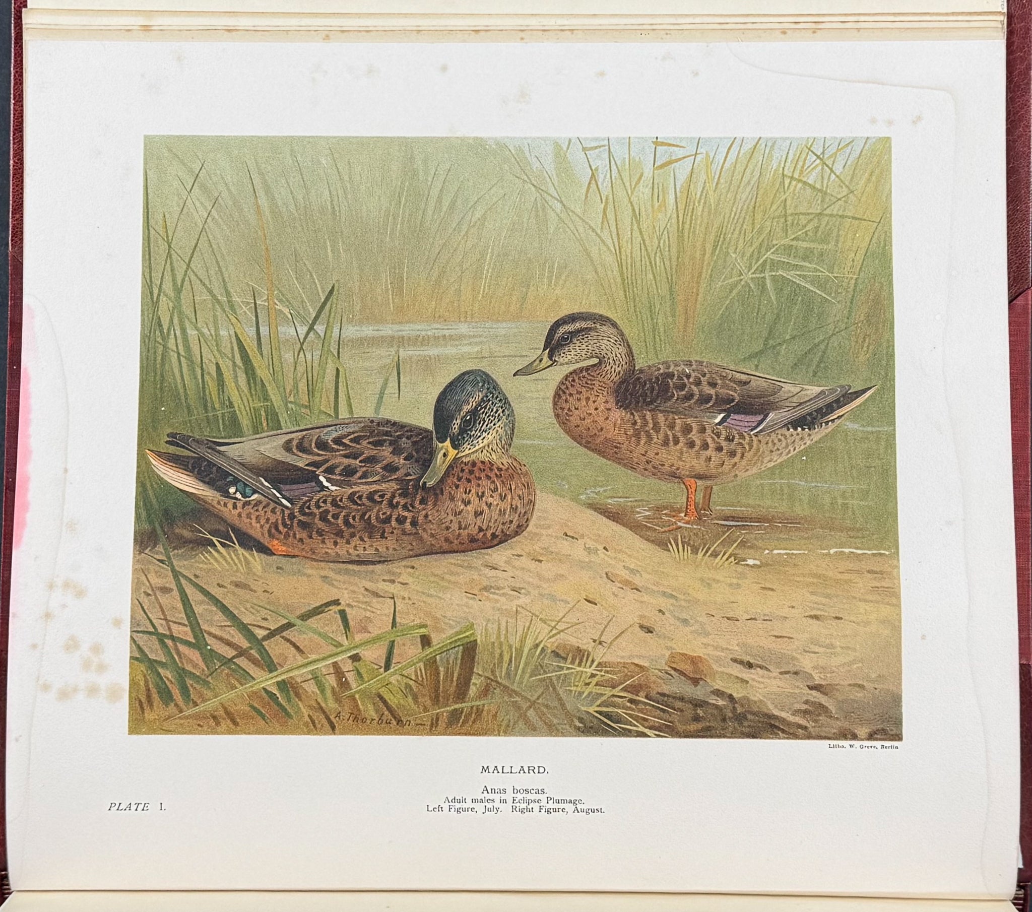 Millais's ..British.. Ducks - Volume with 41 Color Bird Plates, 6 Photogravures, & 25 Monochrome Plates