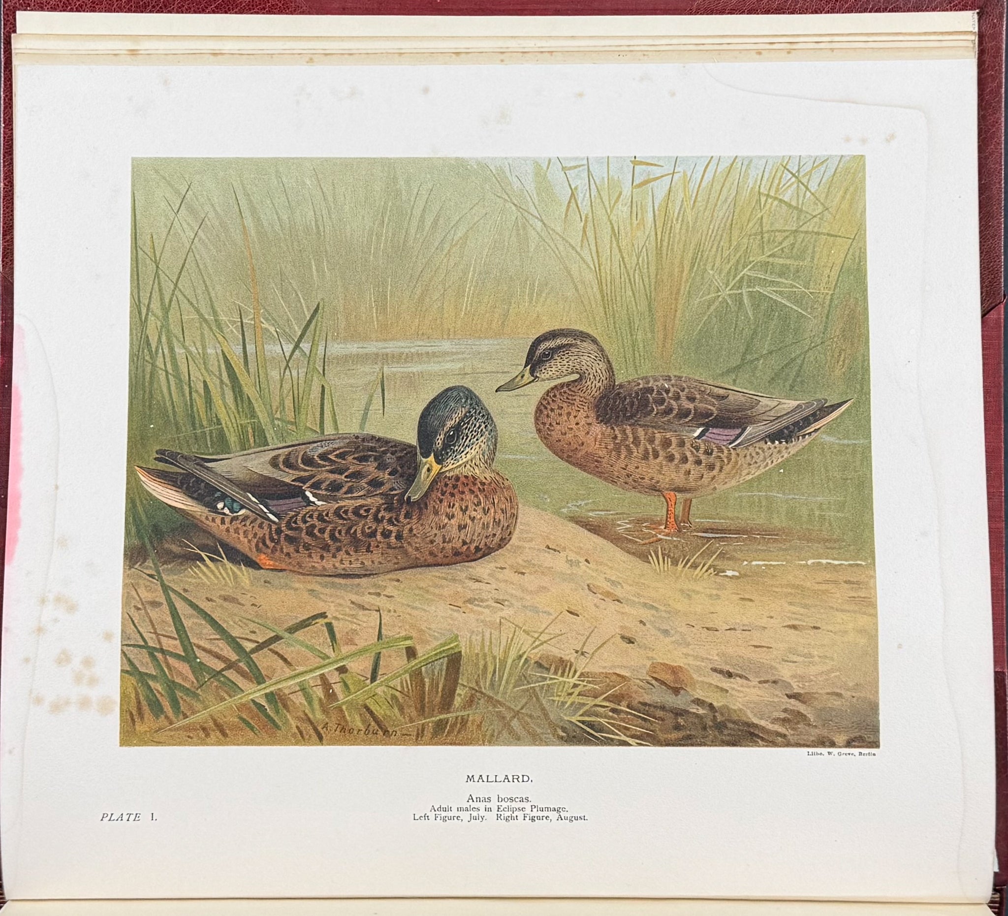 Millais's ..British.. Ducks - Volume with 41 Color Bird Plates, 6 Photogravures, & 25 Monochrome Plates