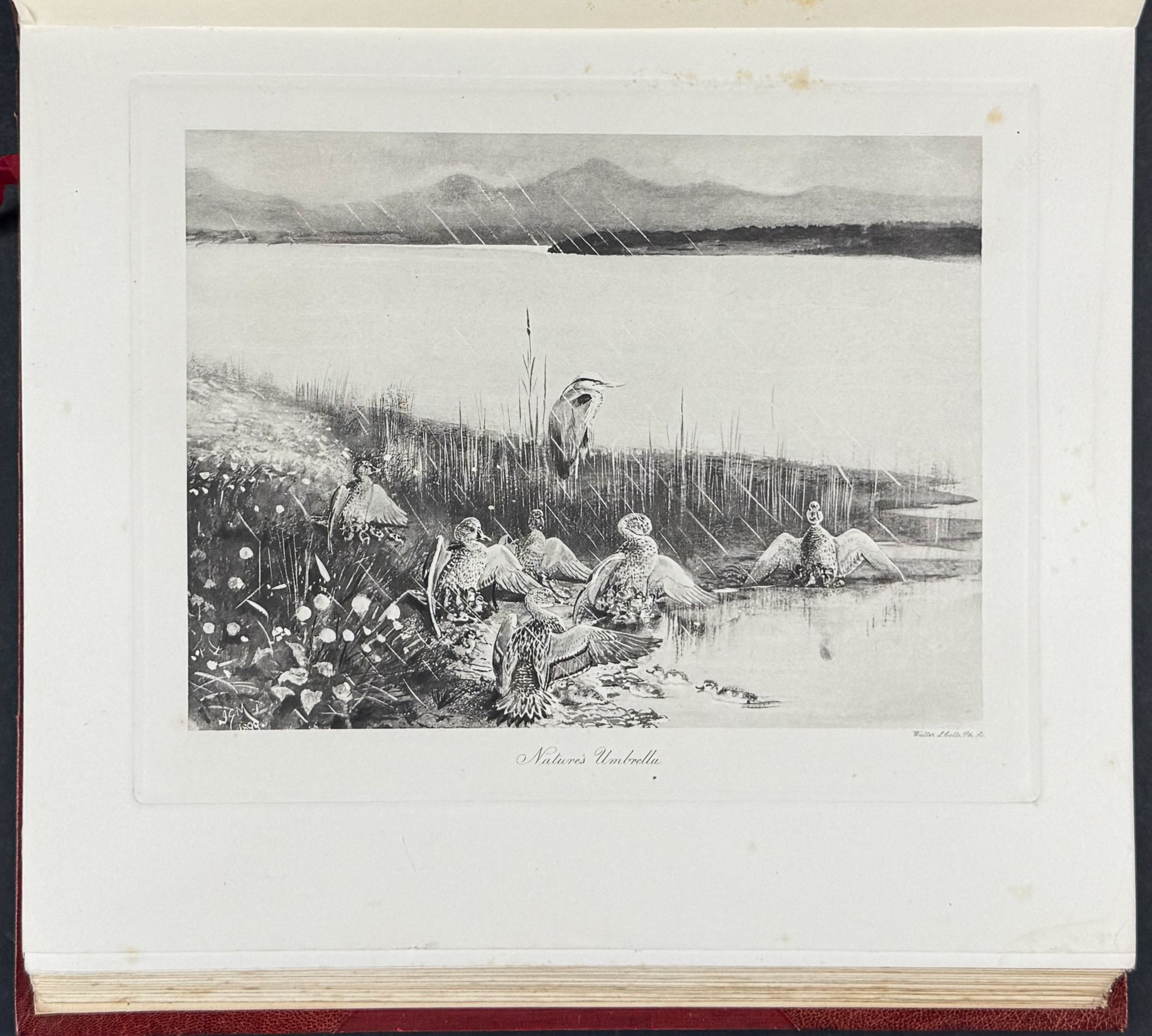 Millais's ..British.. Ducks - Volume with 41 Color Bird Plates, 6 Photogravures, & 25 Monochrome Plates