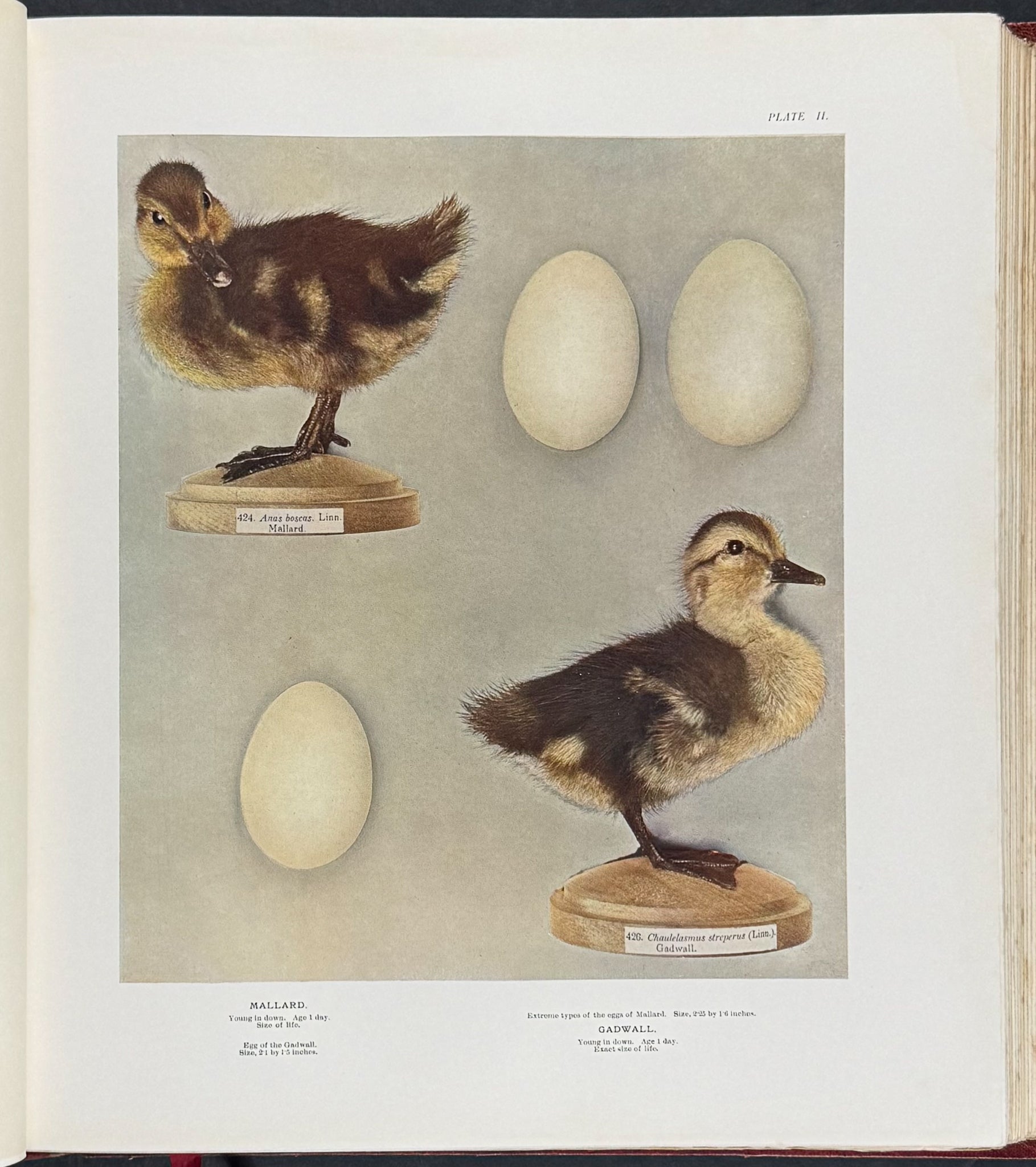 Millais's ..British.. Ducks - Volume with 41 Color Bird Plates, 6 Photogravures, & 25 Monochrome Plates