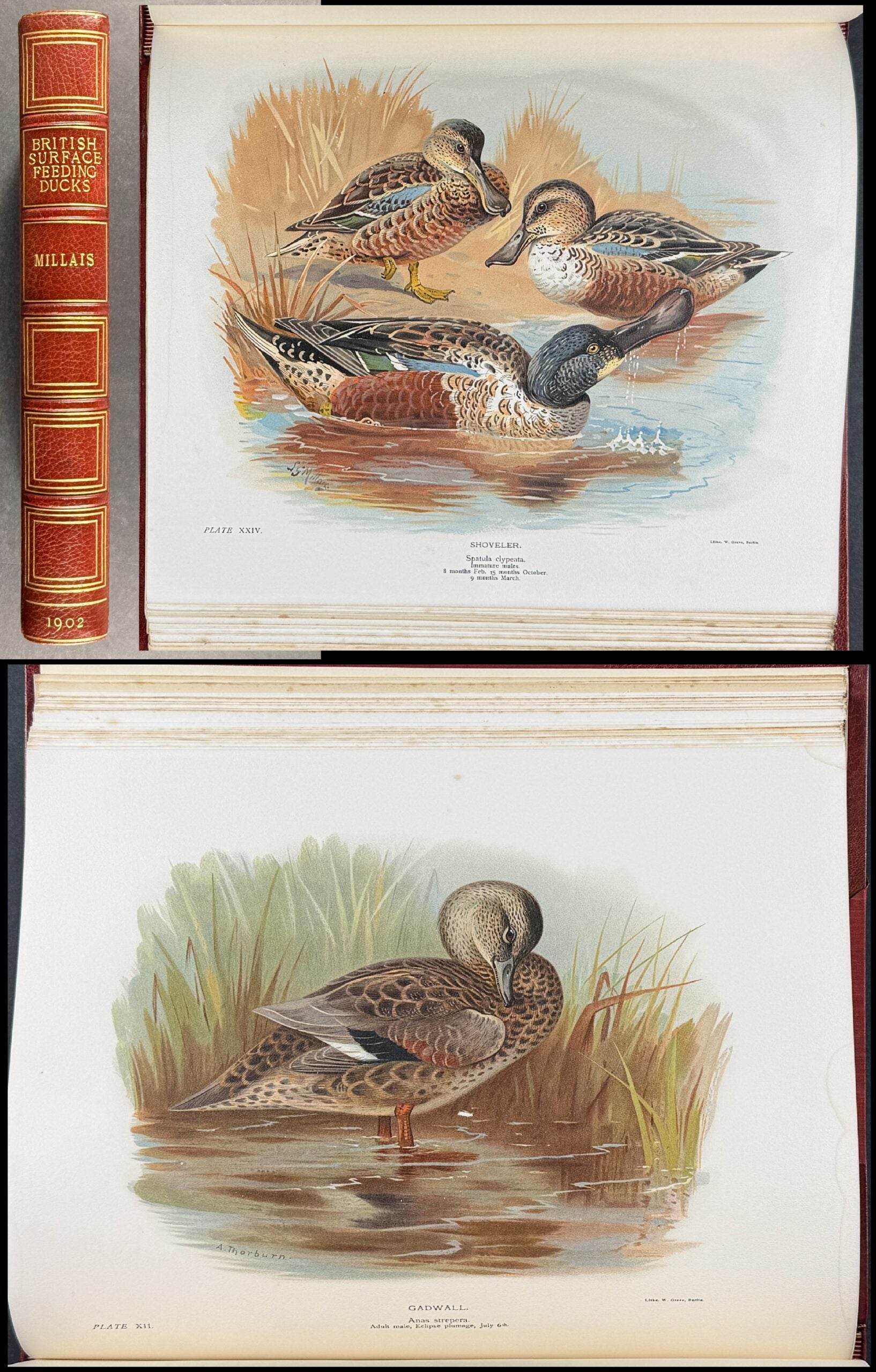 Millais's ..British.. Ducks - Volume with 41 Color Bird Plates, 6 Photogravures, & 25 Monochrome Plates