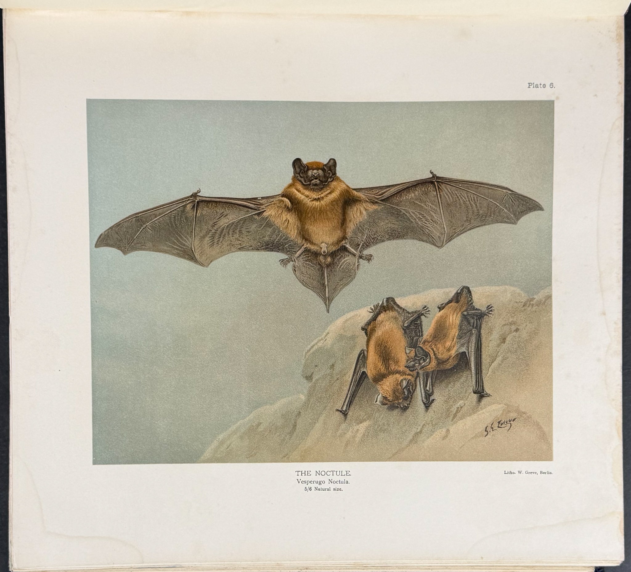 Millais' The Mammals of Great Britain and Ireland - Three Volumes with 273 Plates