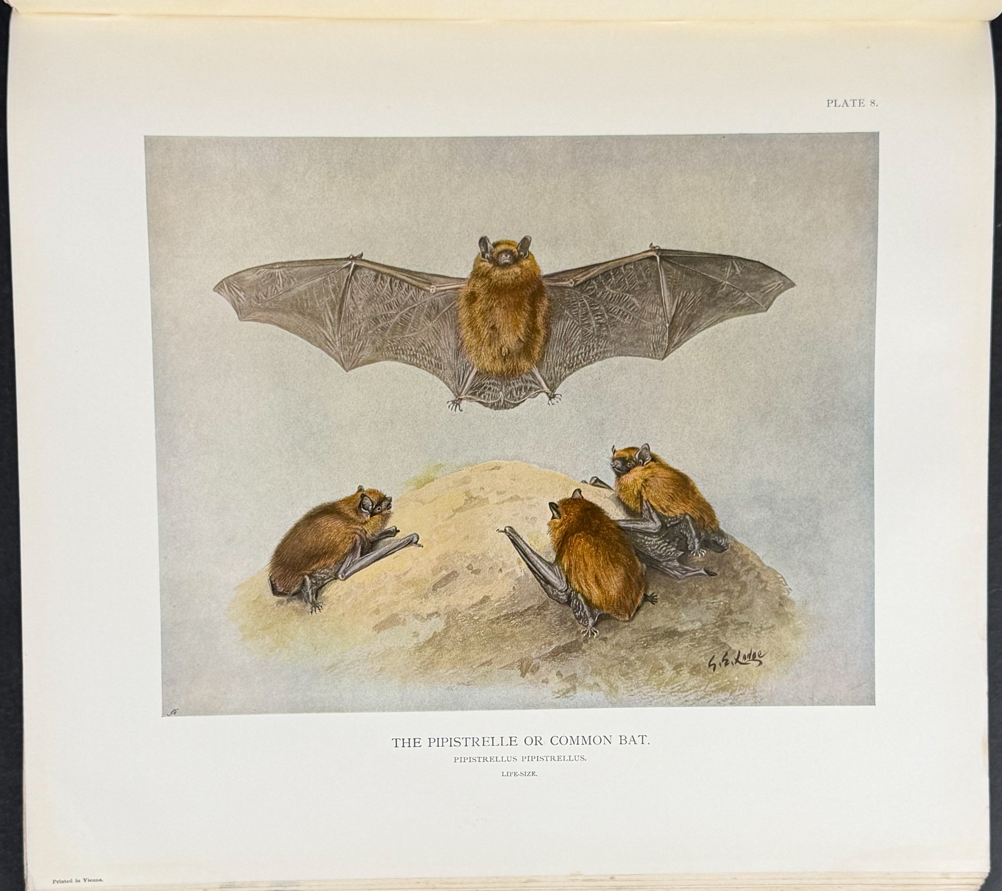Millais' The Mammals of Great Britain and Ireland - Three Volumes with 273 Plates