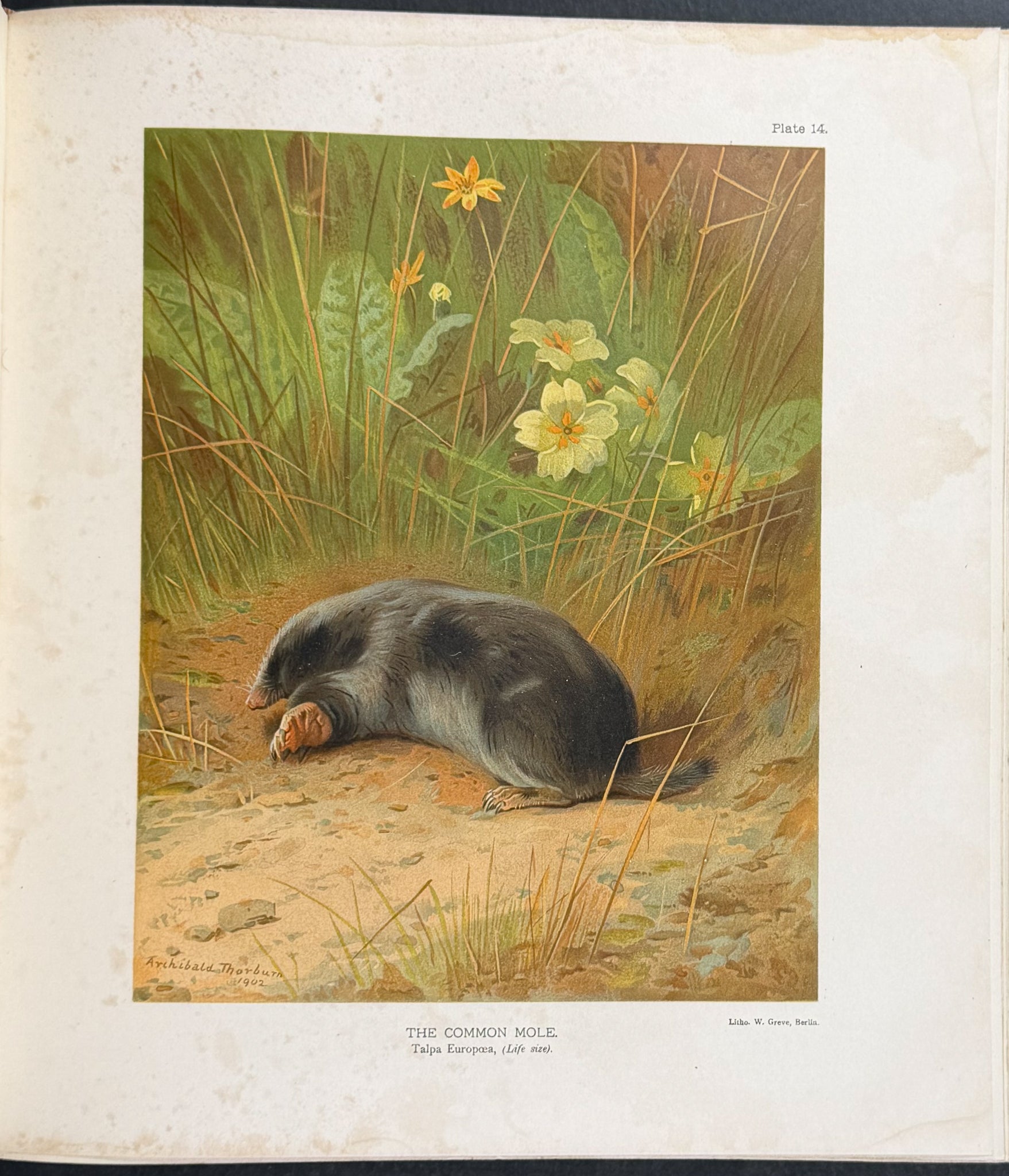 Millais' The Mammals of Great Britain and Ireland - Three Volumes with 273 Plates