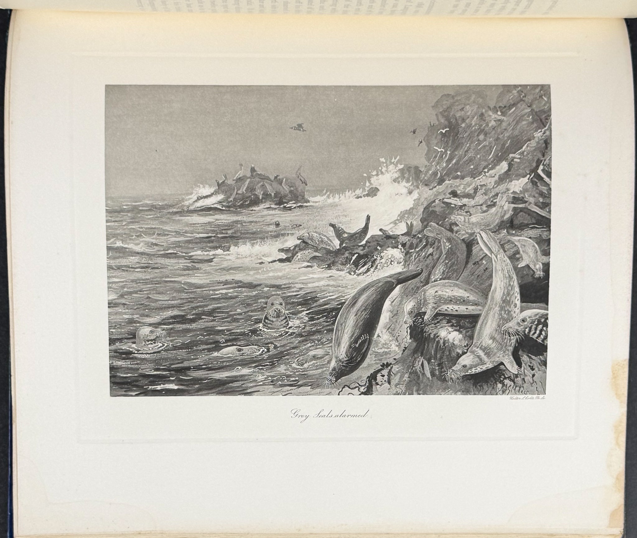 Millais' The Mammals of Great Britain and Ireland - Three Volumes with 273 Plates