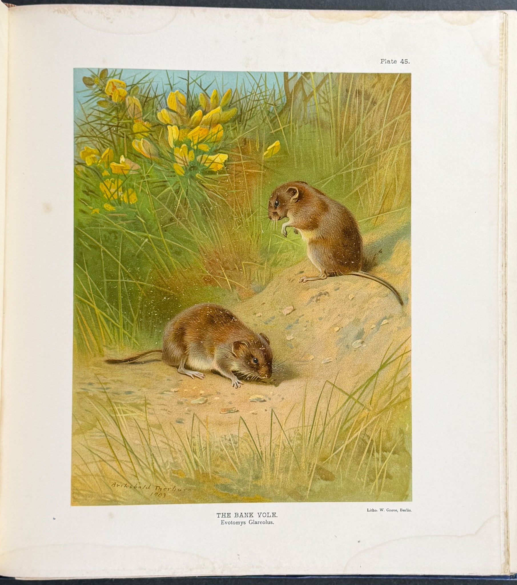 Millais' The Mammals of Great Britain and Ireland - Three Volumes with 273 Plates
