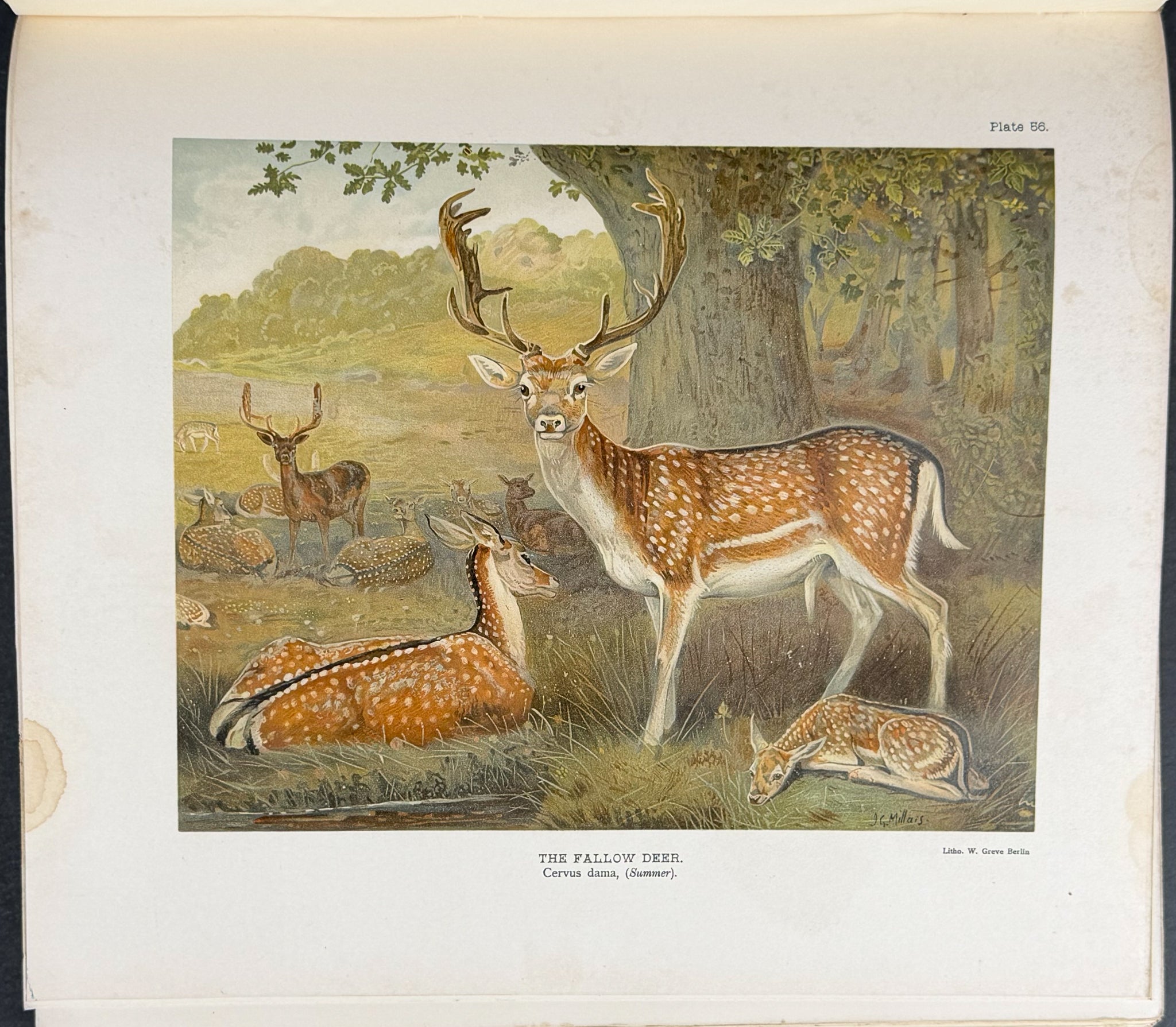 Millais' The Mammals of Great Britain and Ireland - Three Volumes with 273 Plates