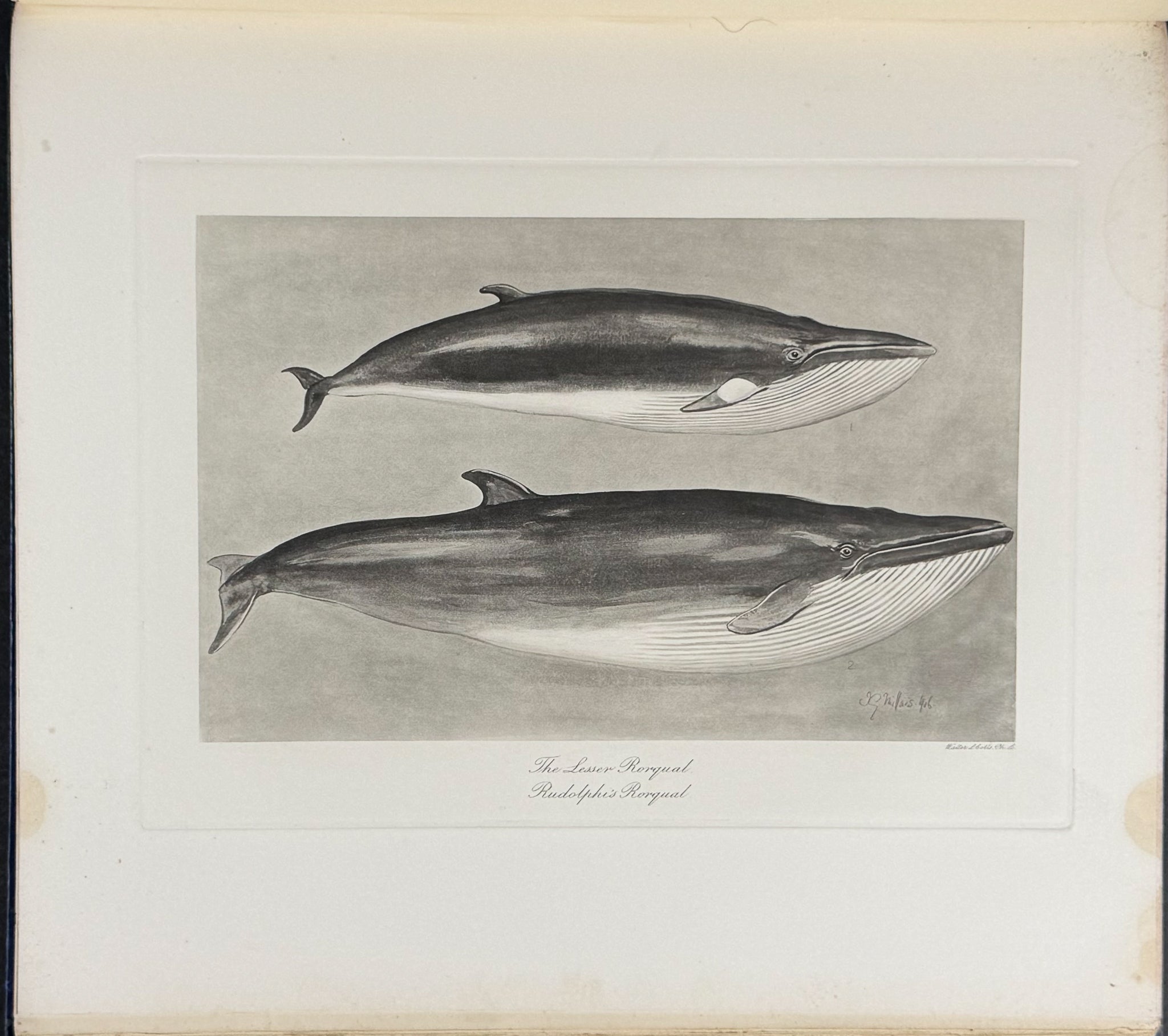 Millais' The Mammals of Great Britain and Ireland - Three Volumes with 273 Plates