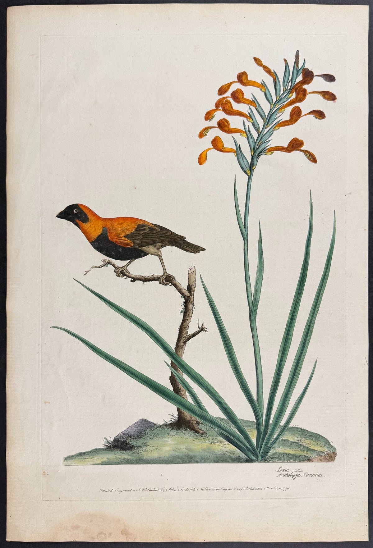 Red Bishop [Loxia orix] & Cunonia Antholyza [Antholyza cunonia]
