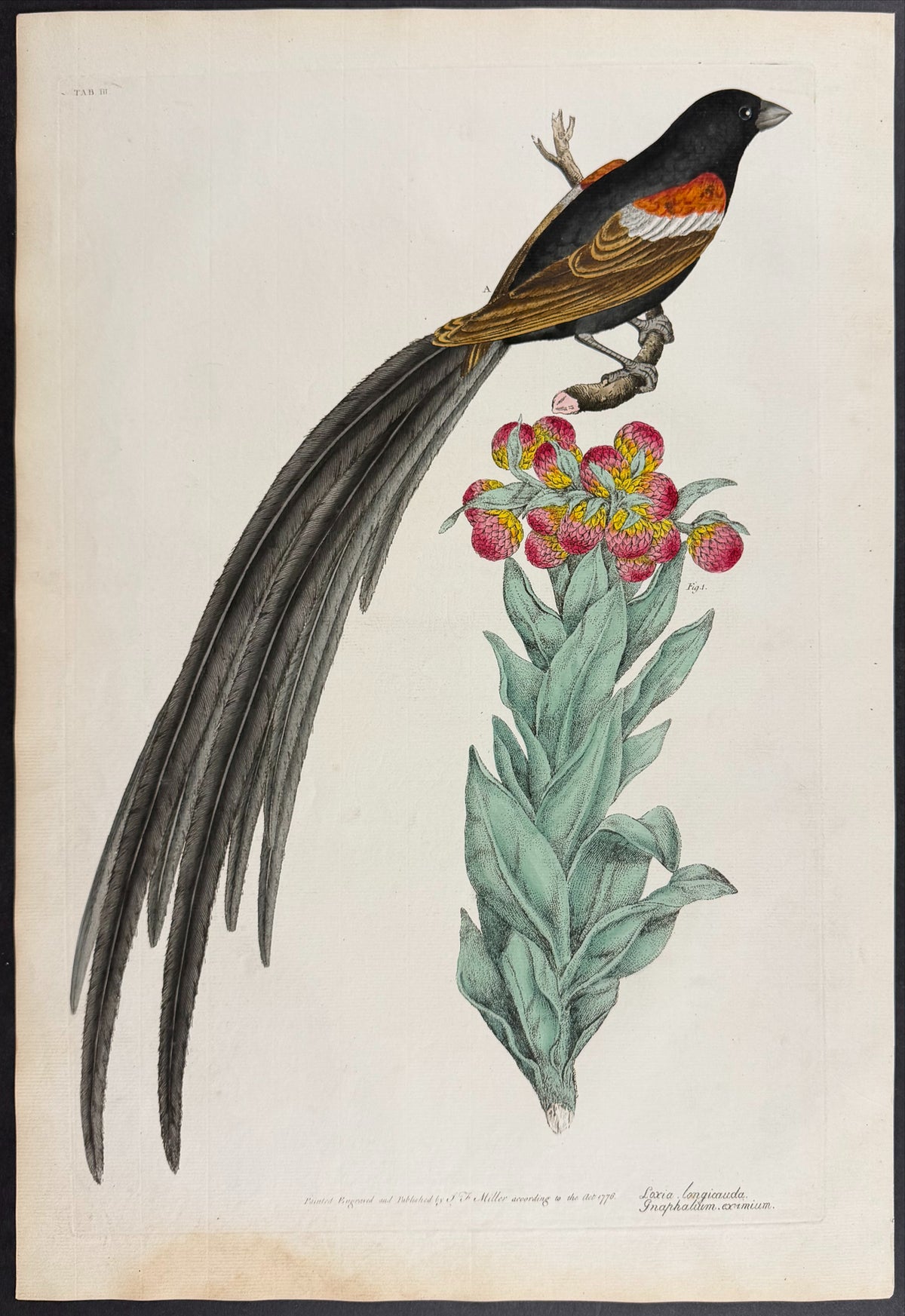 Long-Tailed Finch [Loxia longicauda] & Everlasting Flower [Graphalium eximium]