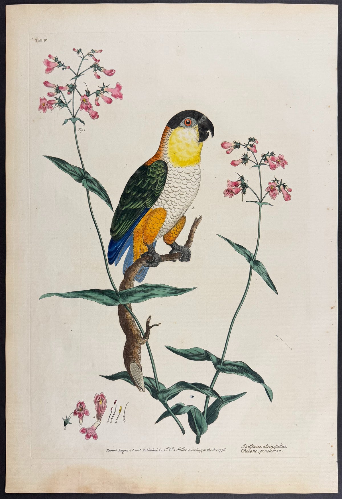 Black-Capped Parrot [Psittacus atricapillus] & Beardtongue [Chelone penstemon]