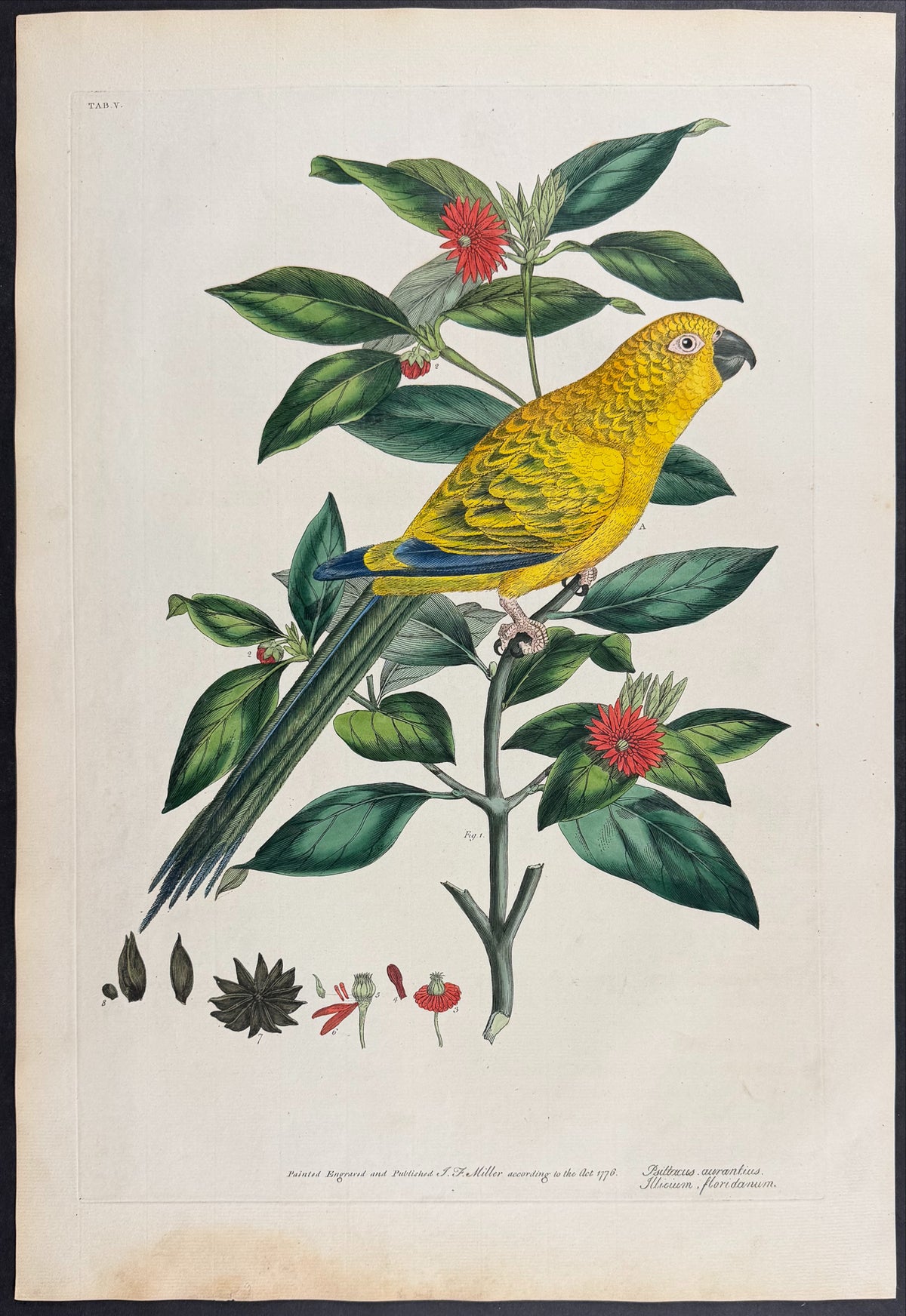 Orange Parrot [Psittacus aurantius] & Florida Anise Tree [Illicium floridanum]