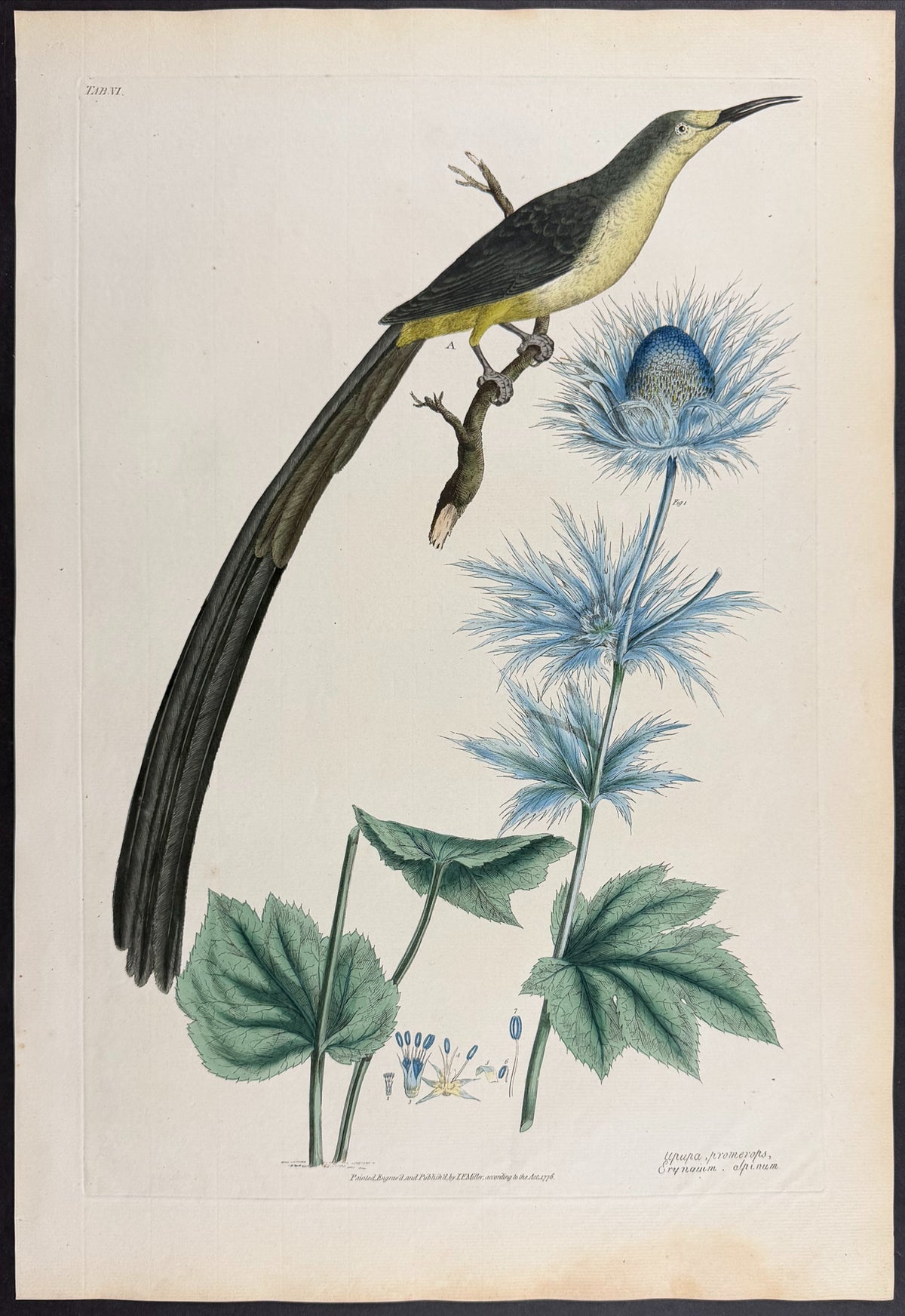 Cape Sugarbird [Upupa promerops] & Alpine Sea Holly [Erynaium alpinum]