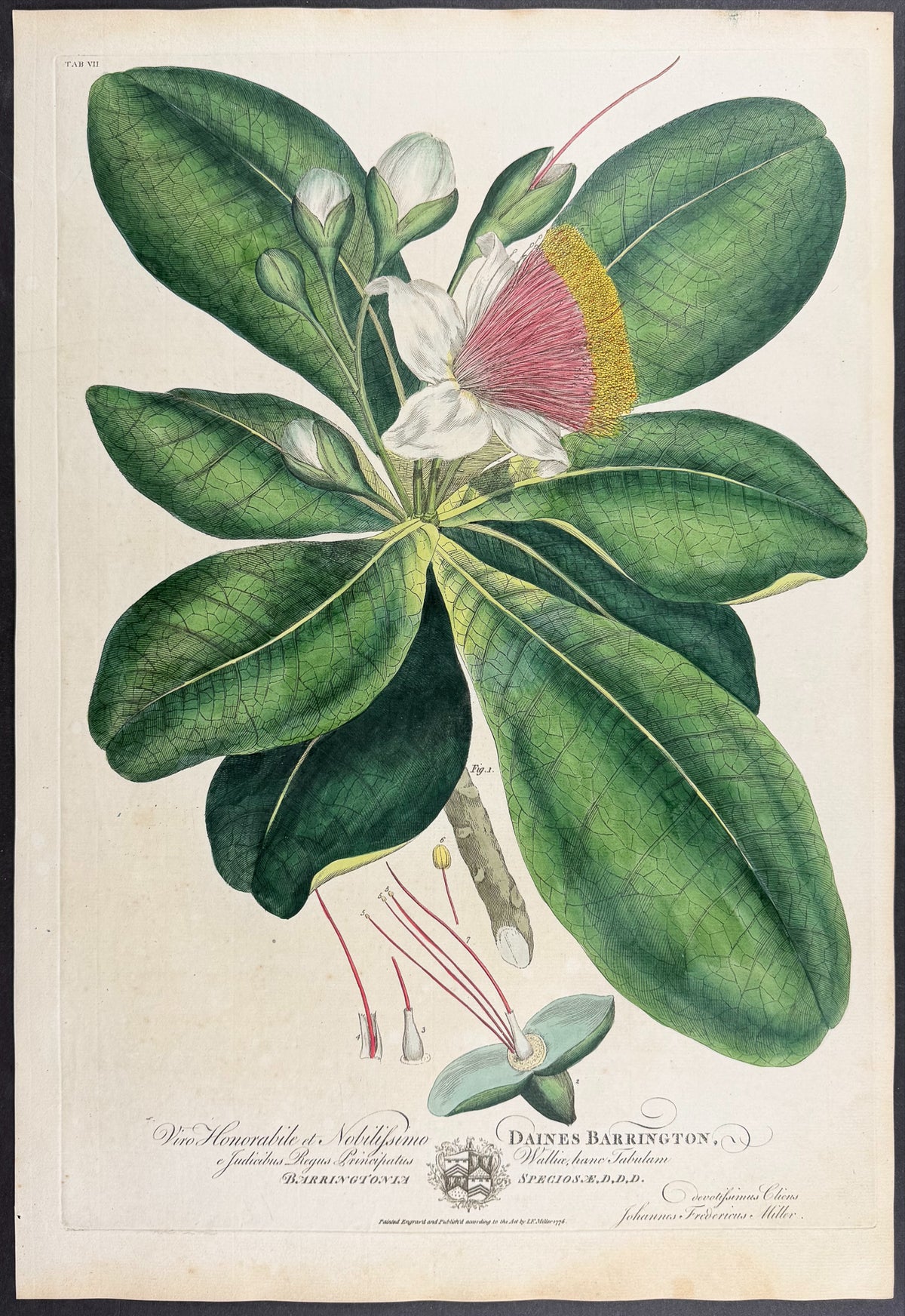 Fish Poison Tree [Barringtonia speciosa]