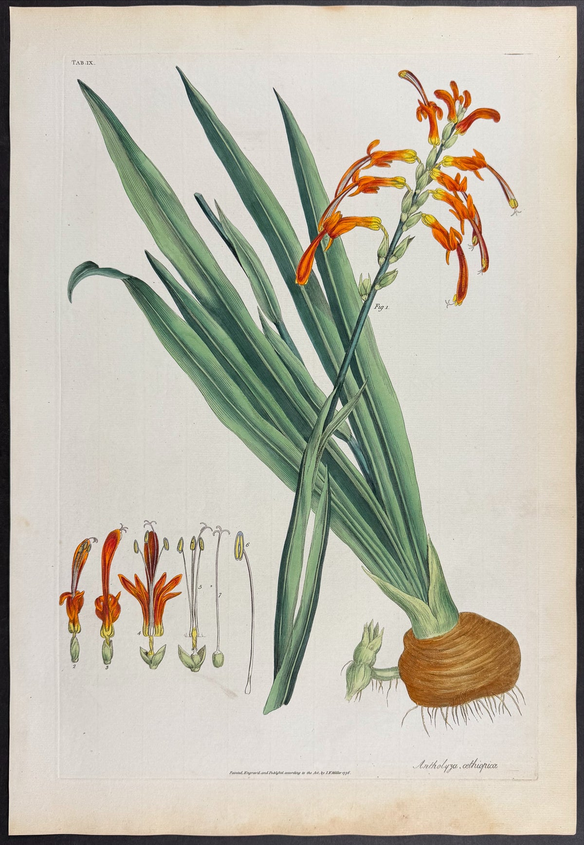 African Cornflag [Antholyza oethiopia]
