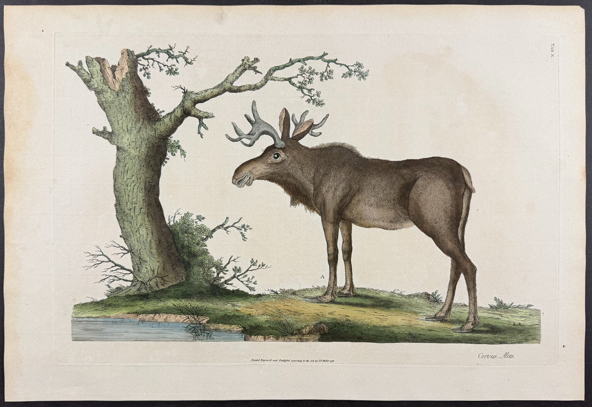 Moose [Cervis alces]