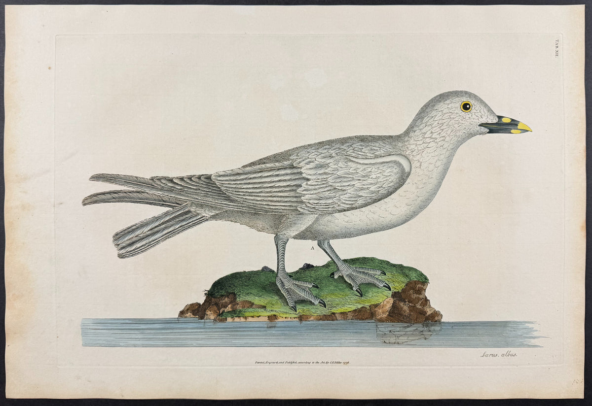 White Gull [Larus albus]