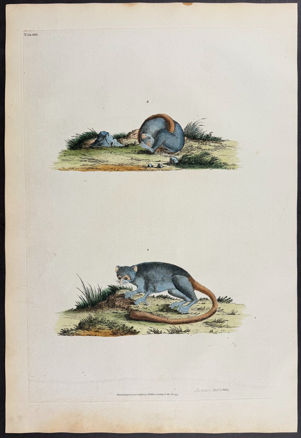 Gray Mouse Lemur [Lemur murinus]