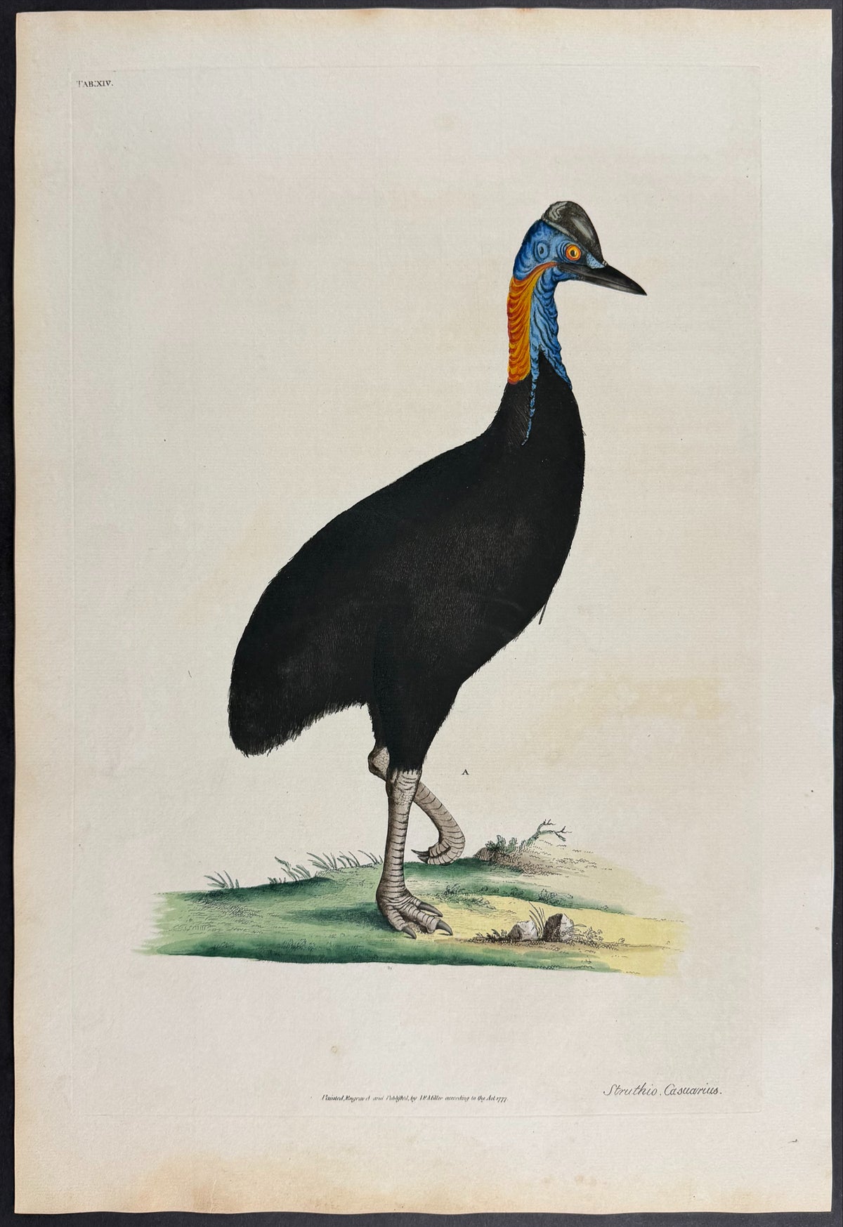 Southern Cassowary [Struthio casuarius]
