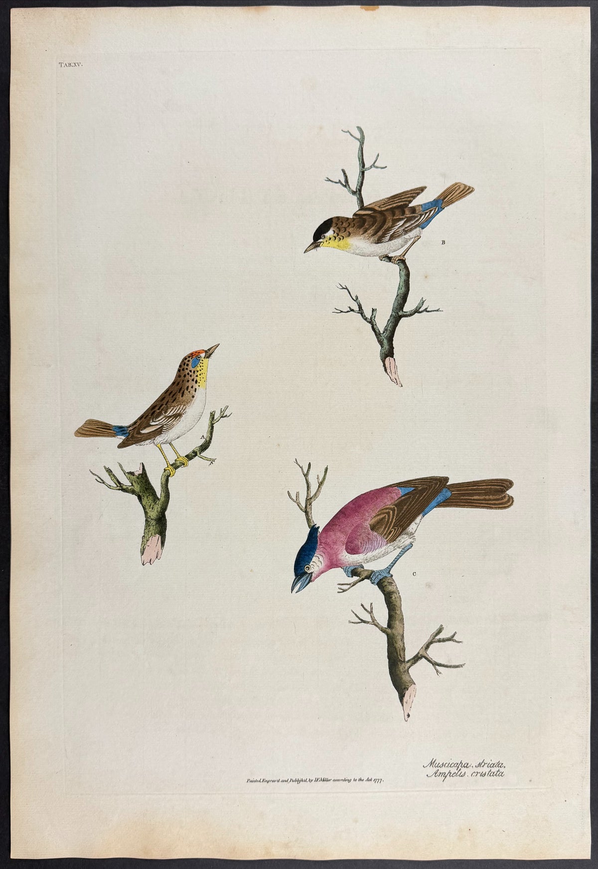 Spotted Flycatcher [Muscicapa striata] & Crested Waxwing [Ampelus cristata]