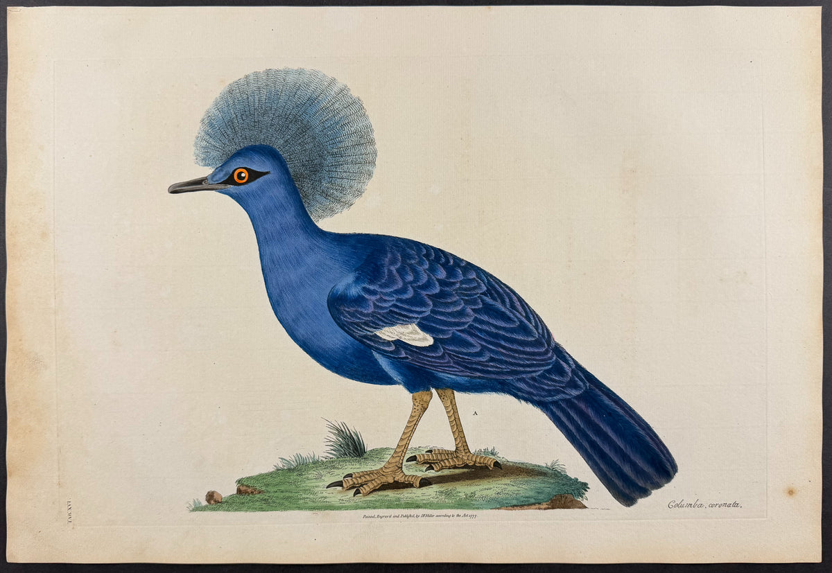 Western Crowned Pigeon [Columba coronata]