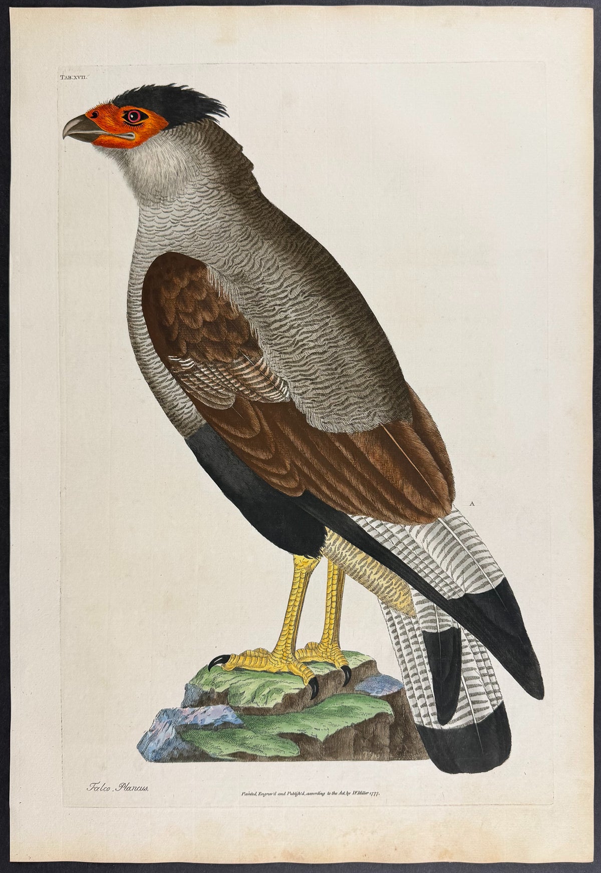 Crested Caracara [Falco plancus]