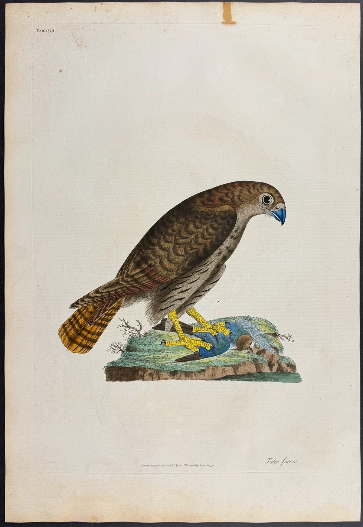 Dusky Falcon [Falco fuscus]