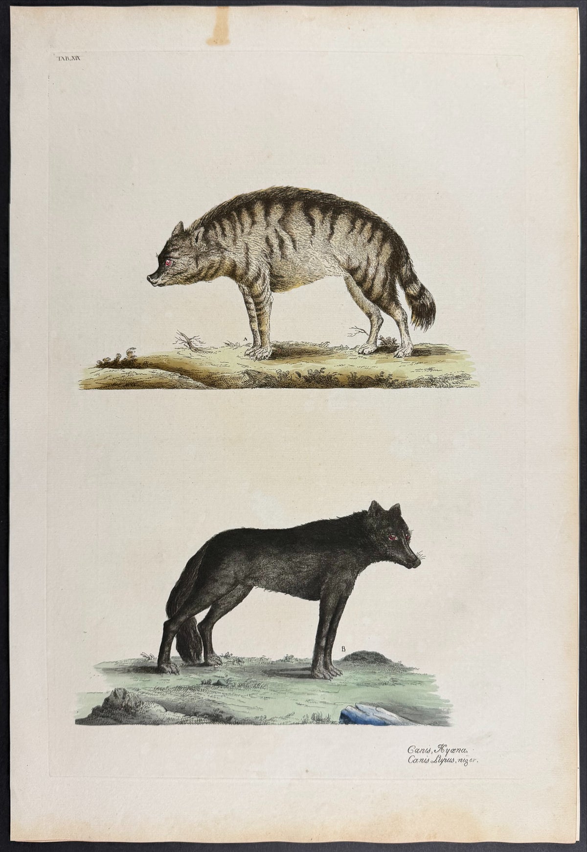 Striped Hyena [Canis hyaena] & Black Wolf [Canis lupus niger]