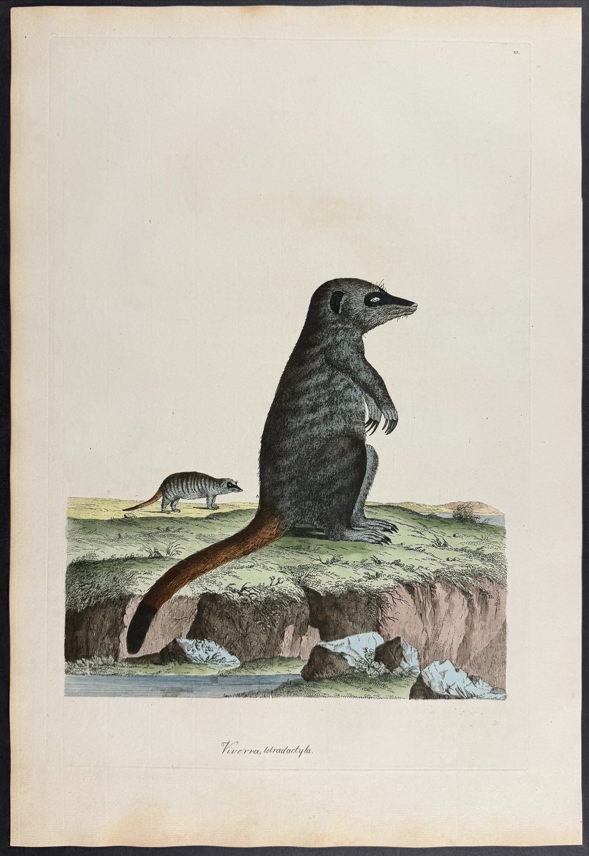 Meerkat [Viverra tetradactyla]