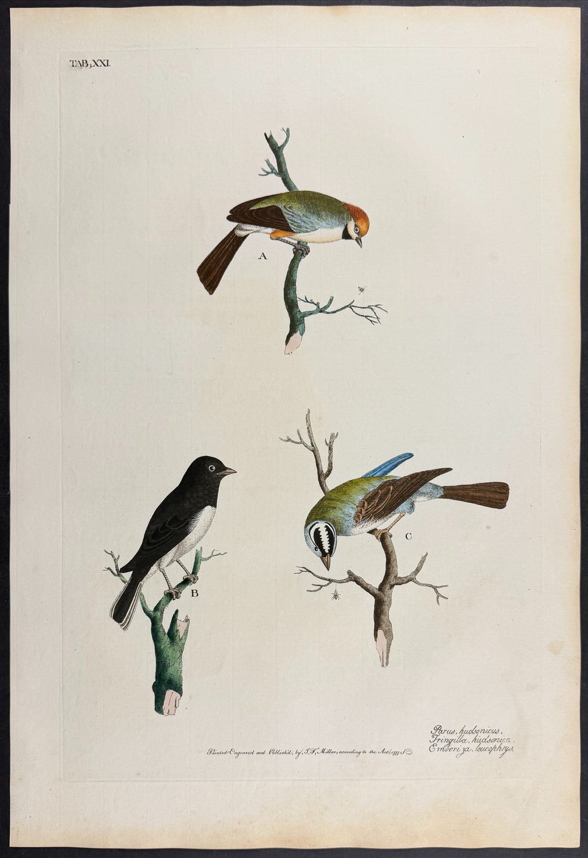 Boreal Chickadee [Parus hudsonicus], Hudsonian Finch [Fringilla hudsonica], White-Crowned Sparrow [Emberiza leucophyrus]