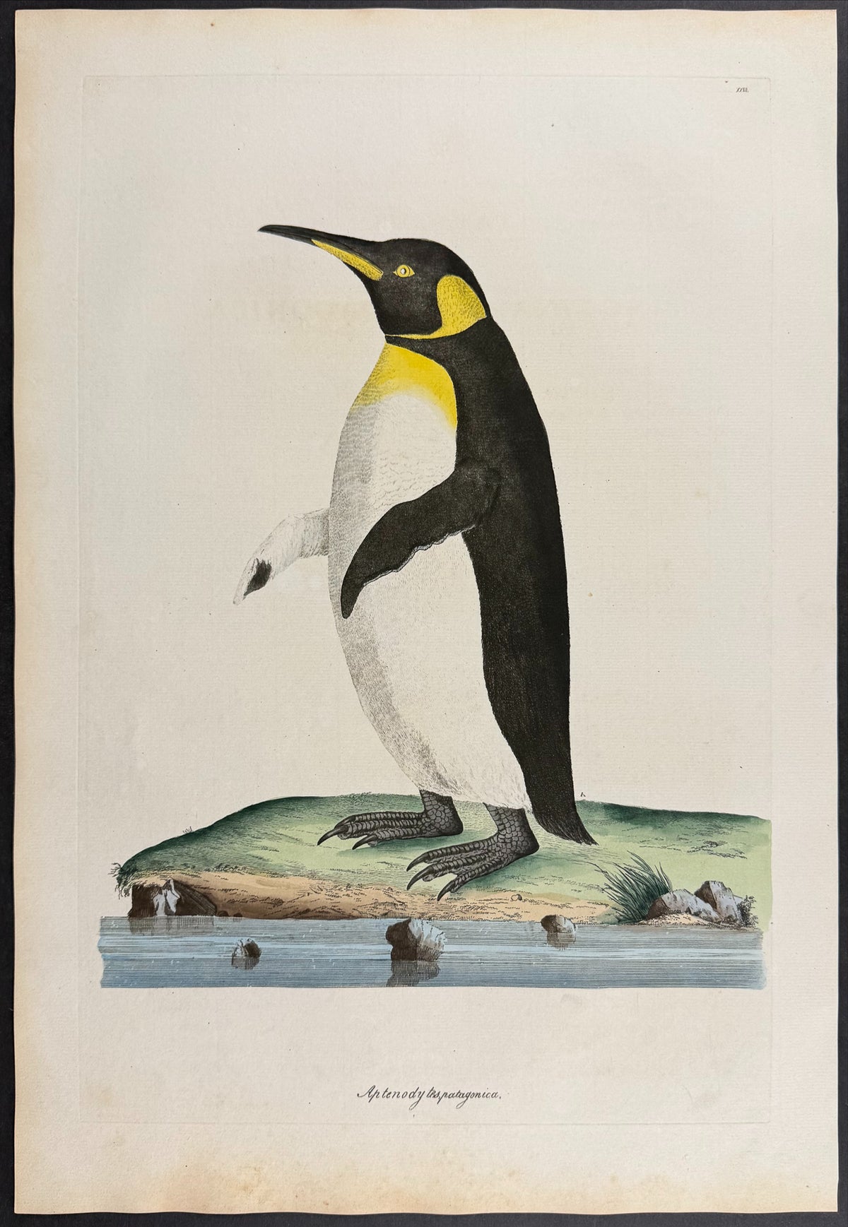 King Penguin [Aptenodytes patagonica]