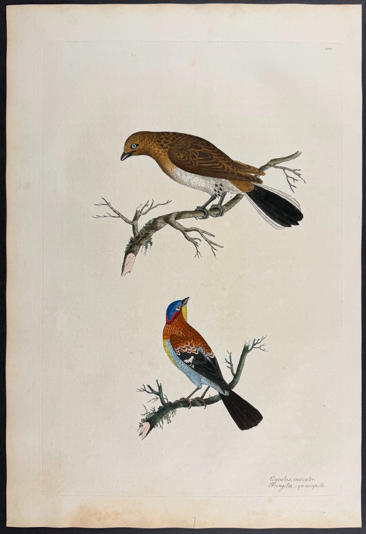 Greater Honeyguide [Cuculus indicator] & Blue-Capped Finch [Fringilla cyanocapilla]