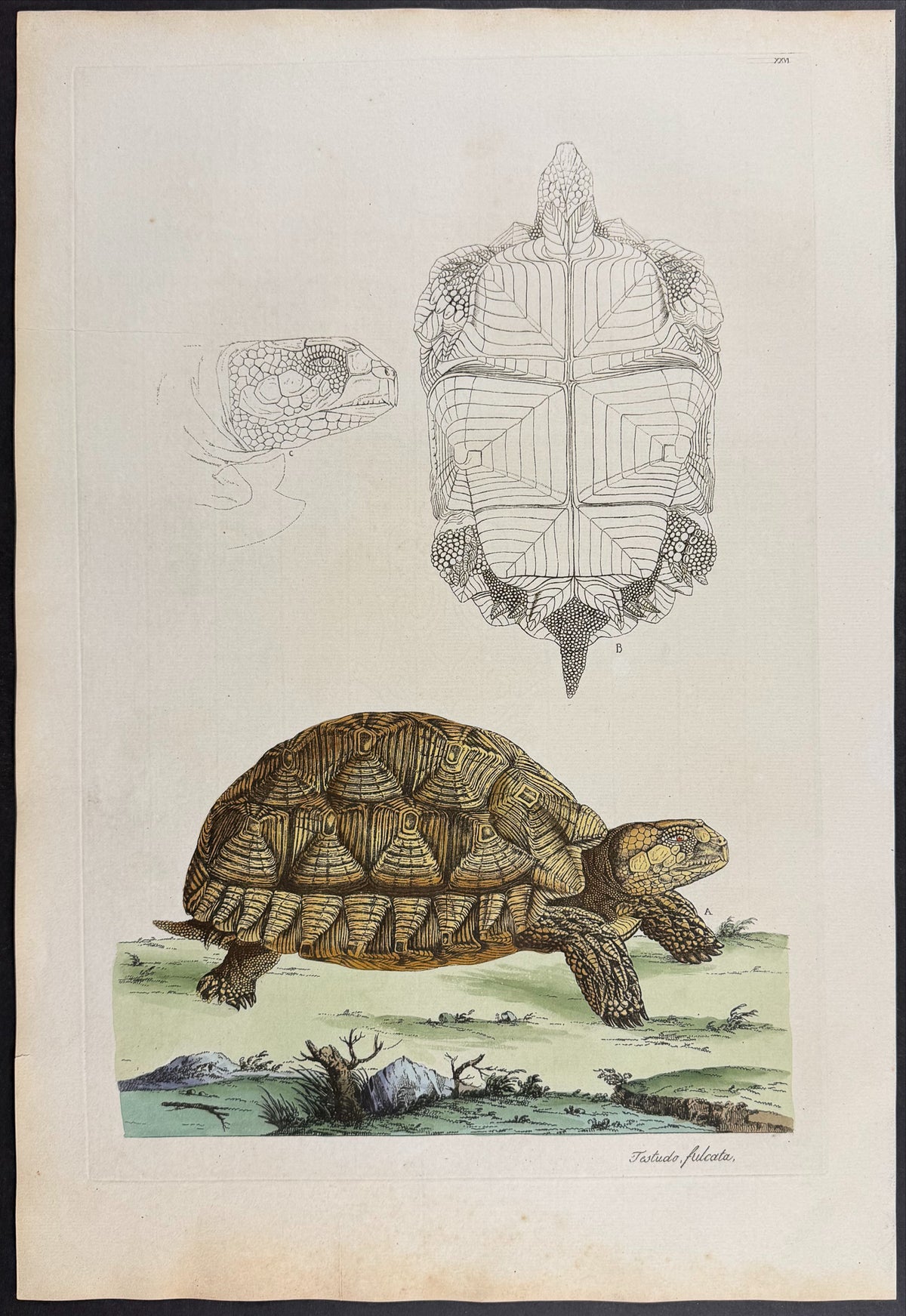 Sulcata Tortoise [Testudo fulcata]
