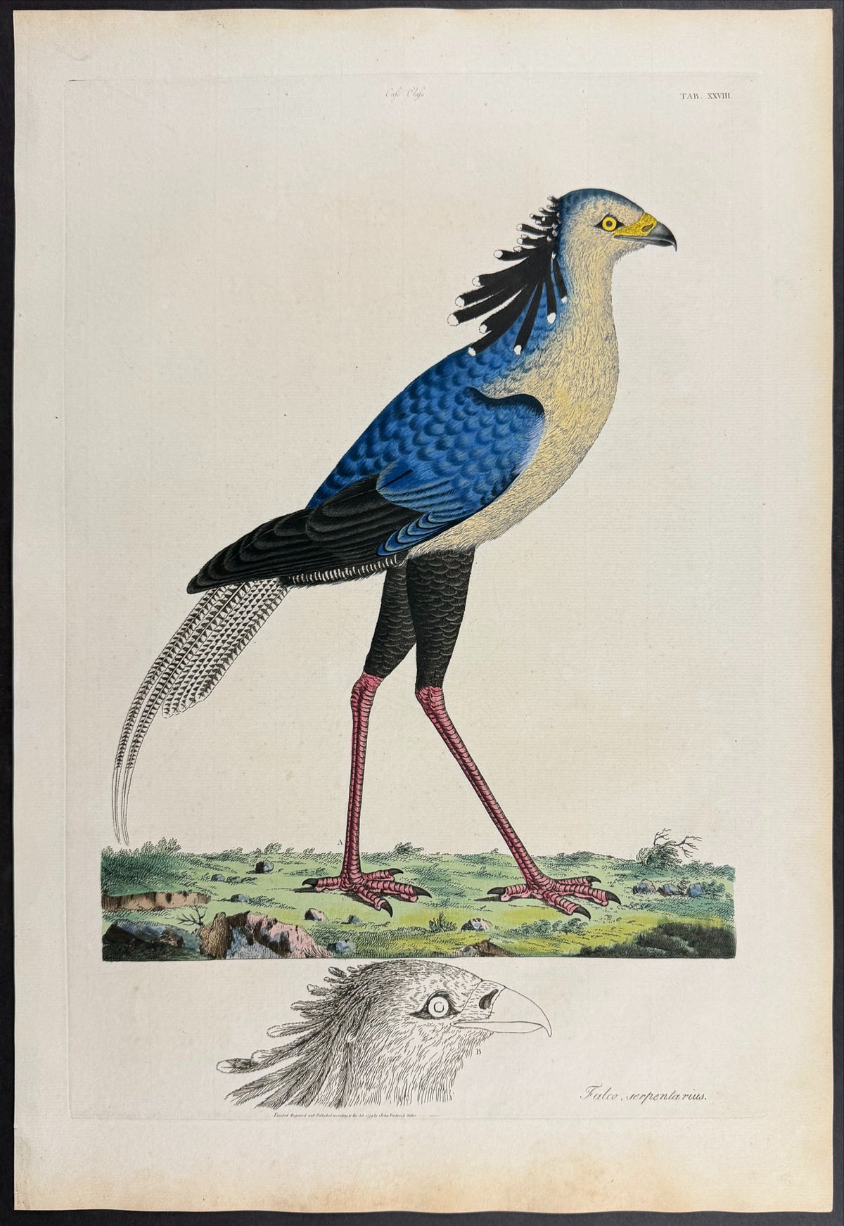 Secretarybird [Falco serpentarius]