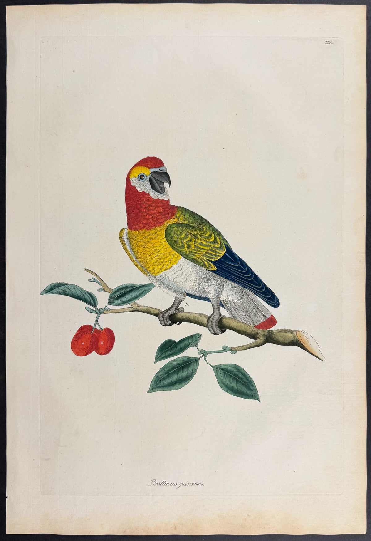 Guinea Parrot [Psattacus guincensis]