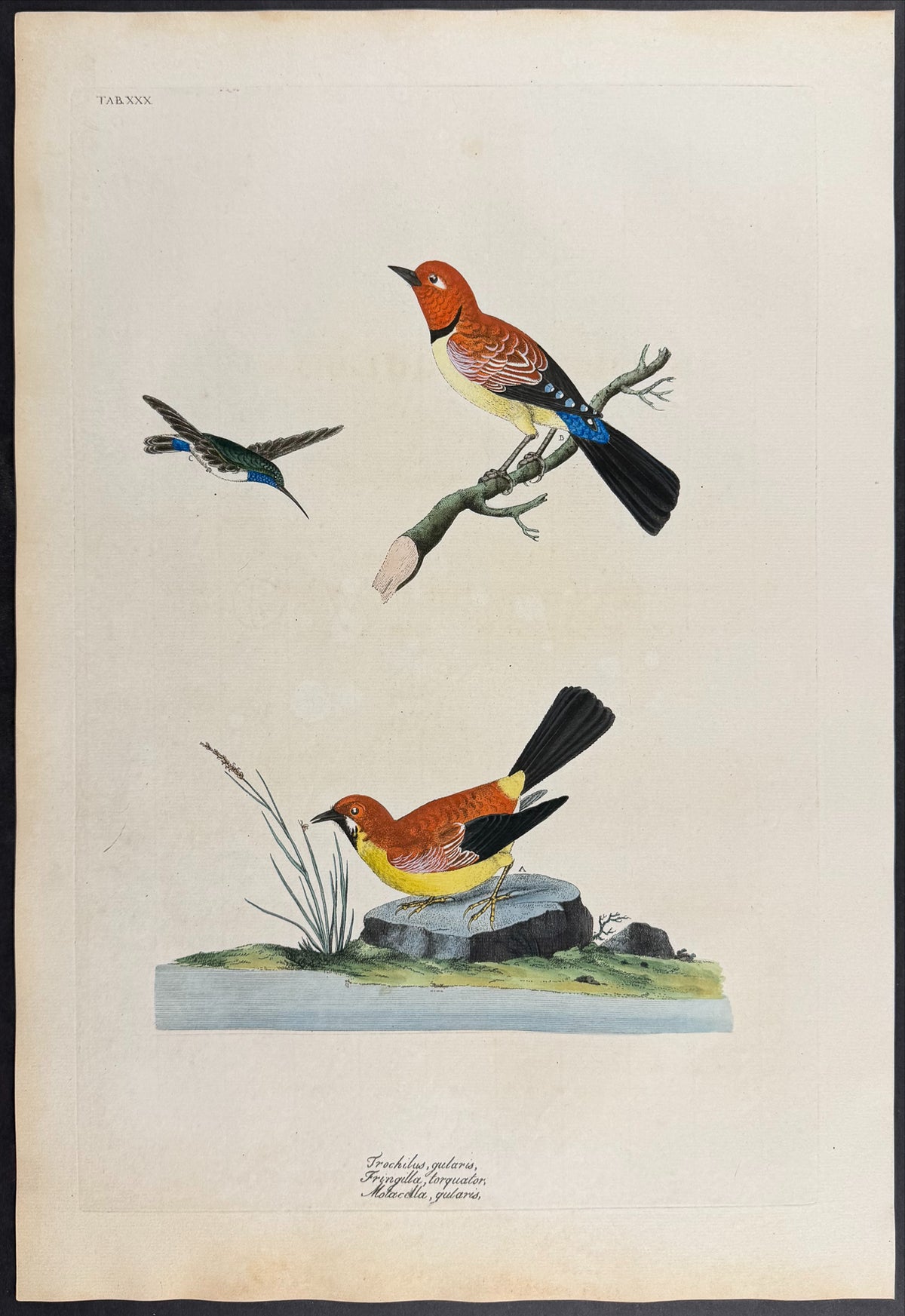 Throat-Striped Hummingbird [Trochilus gularis], Collared Finch [Fringilla torquator] & Yellow-Throated Wagtail [Motacilla gularis]