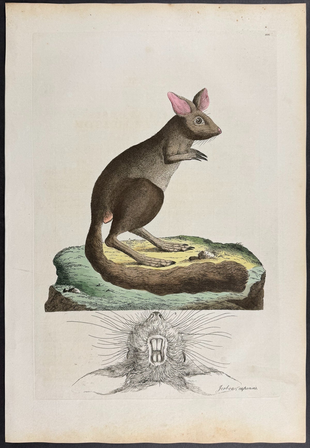 Springhare [Jerboa capensis]