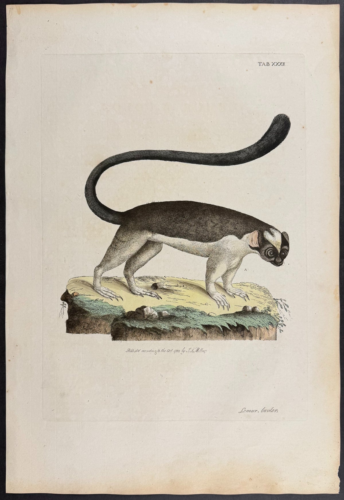 Black-And-White Ruffed Lemur [Lemur bicolor]