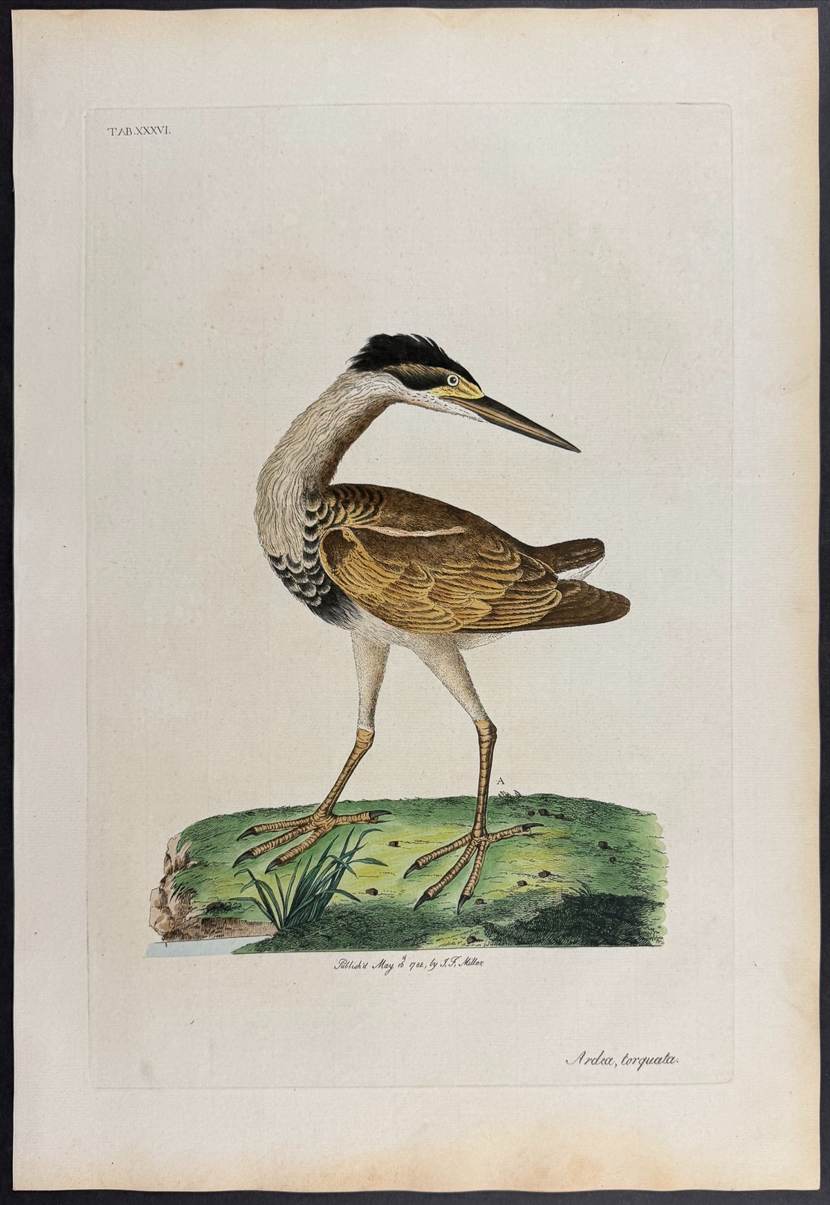 Capped Heron [Ardea torquata]