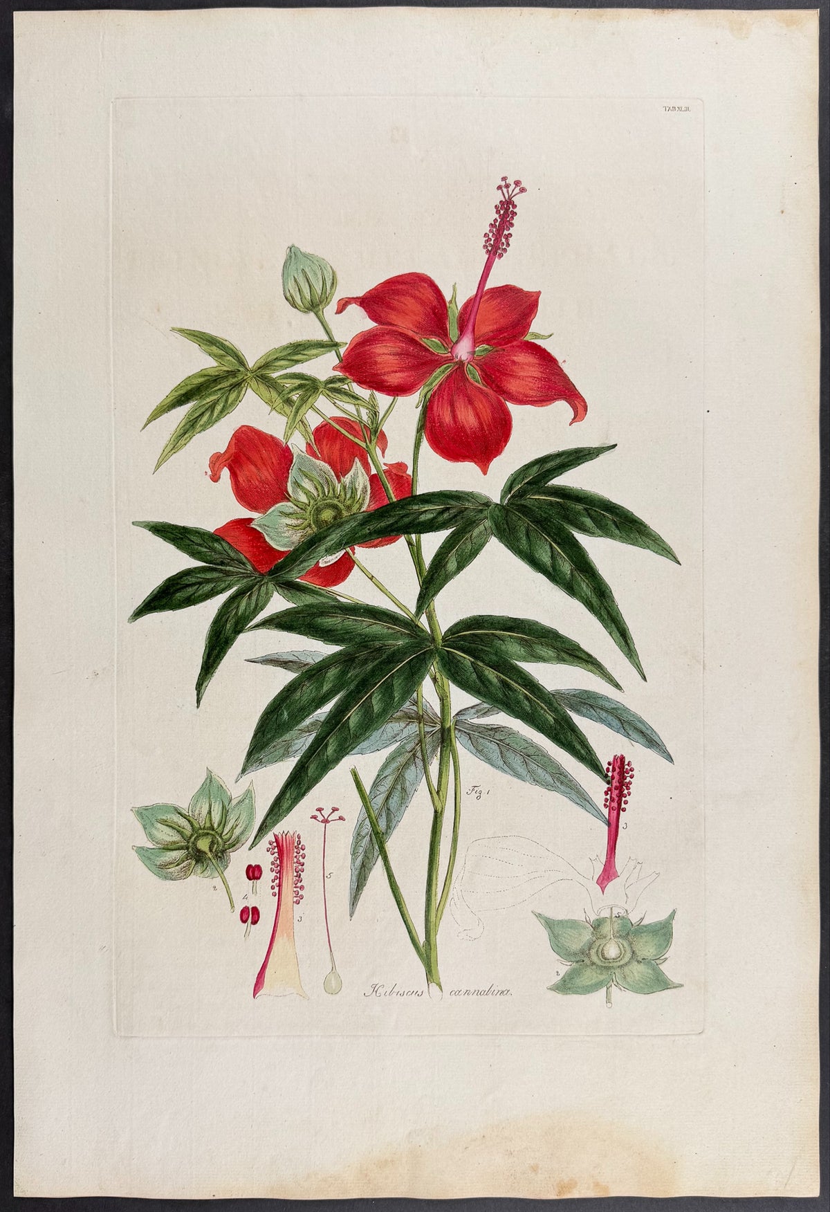 Kenaf [Hibiscus cannolina]