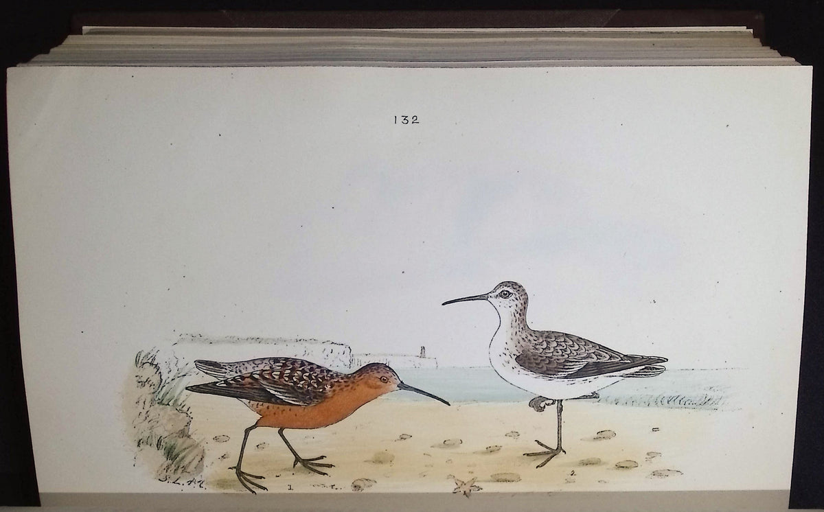 Mosley's A History of British Birds