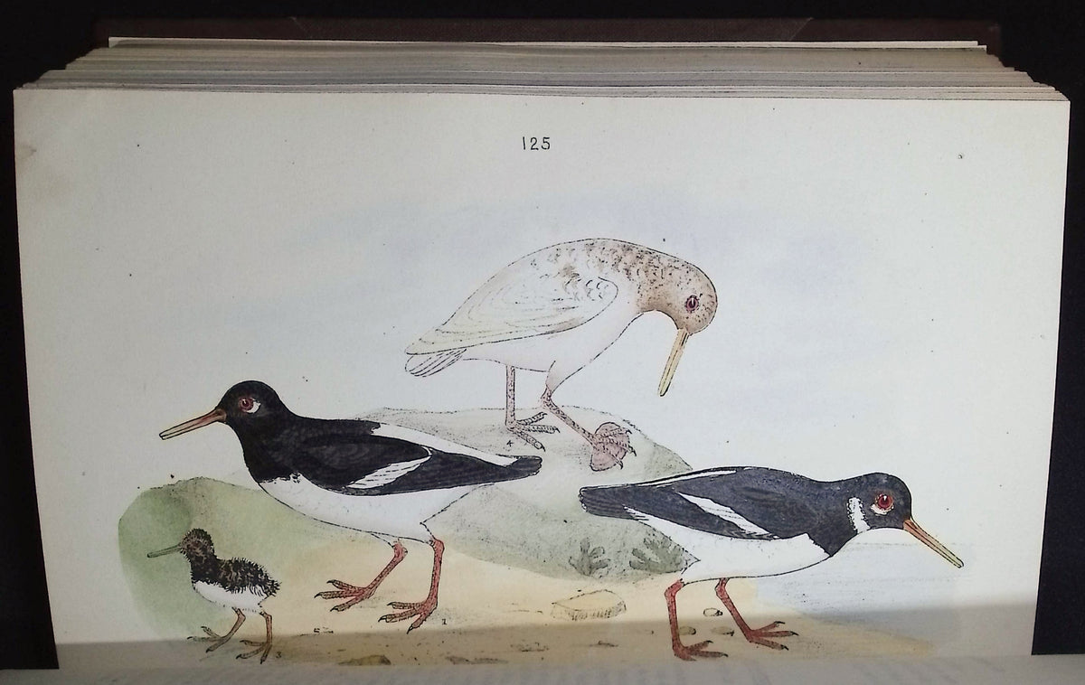 Mosley's A History of British Birds