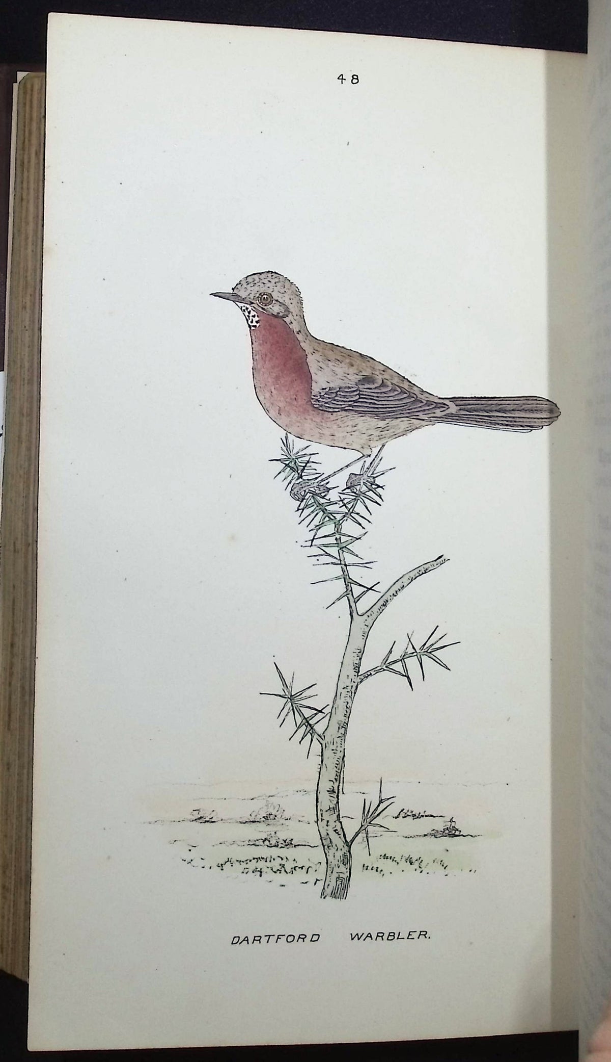 Mosley's A History of British Birds