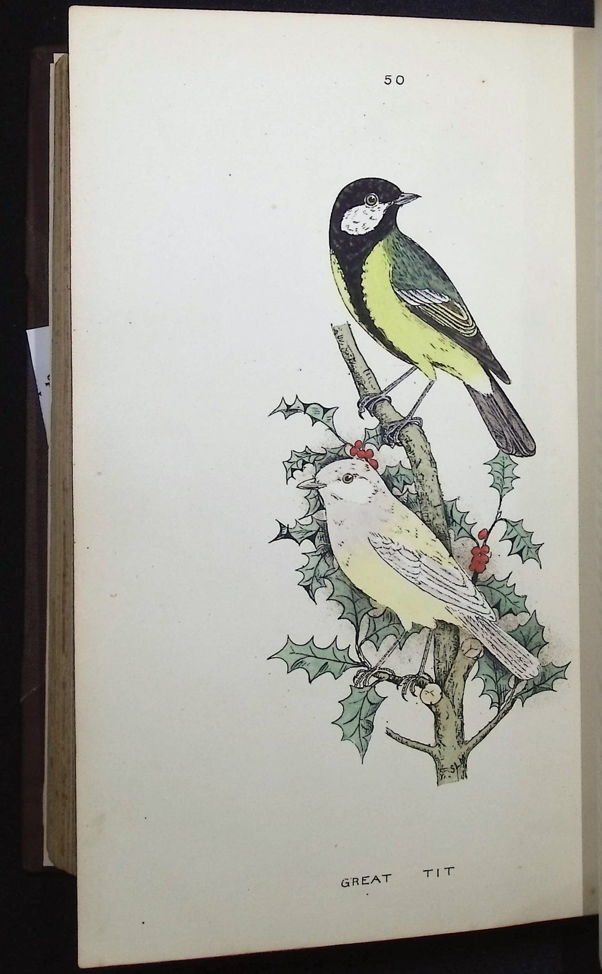 Mosley's A History of British Birds