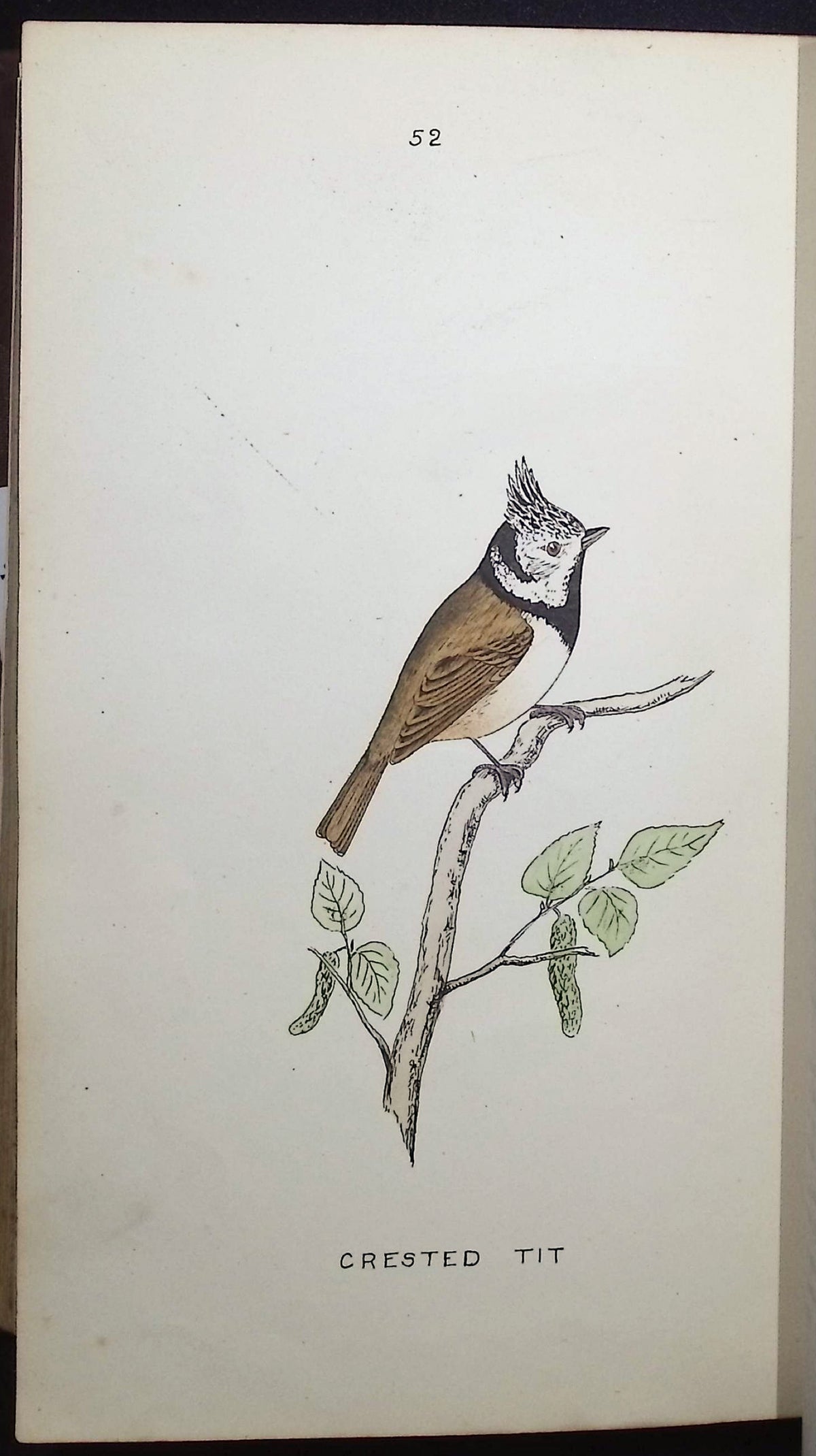 Mosley's A History of British Birds