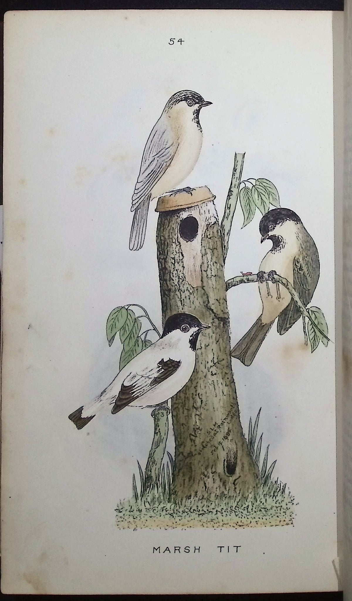 Mosley's A History of British Birds