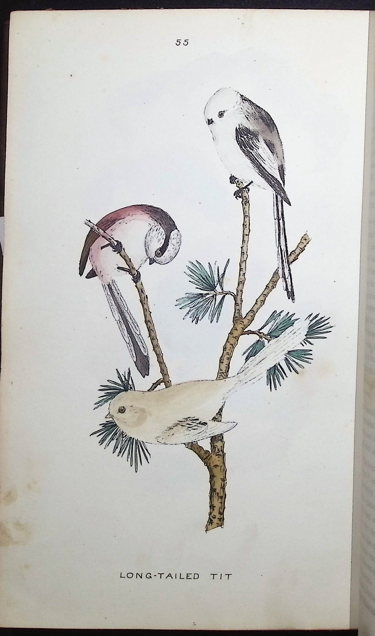 Mosley's A History of British Birds