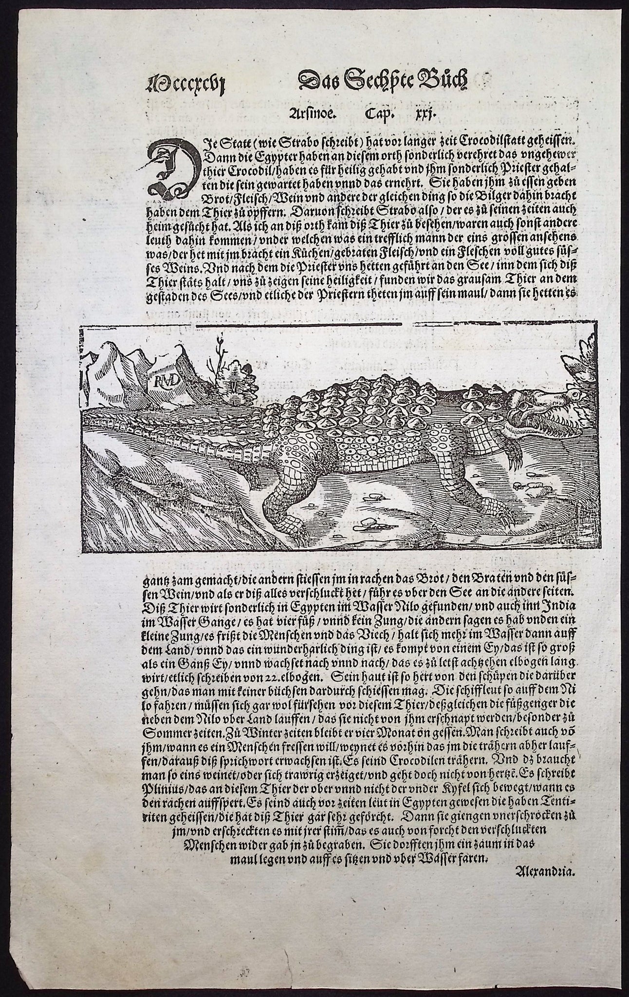 Crocodile or Alligator