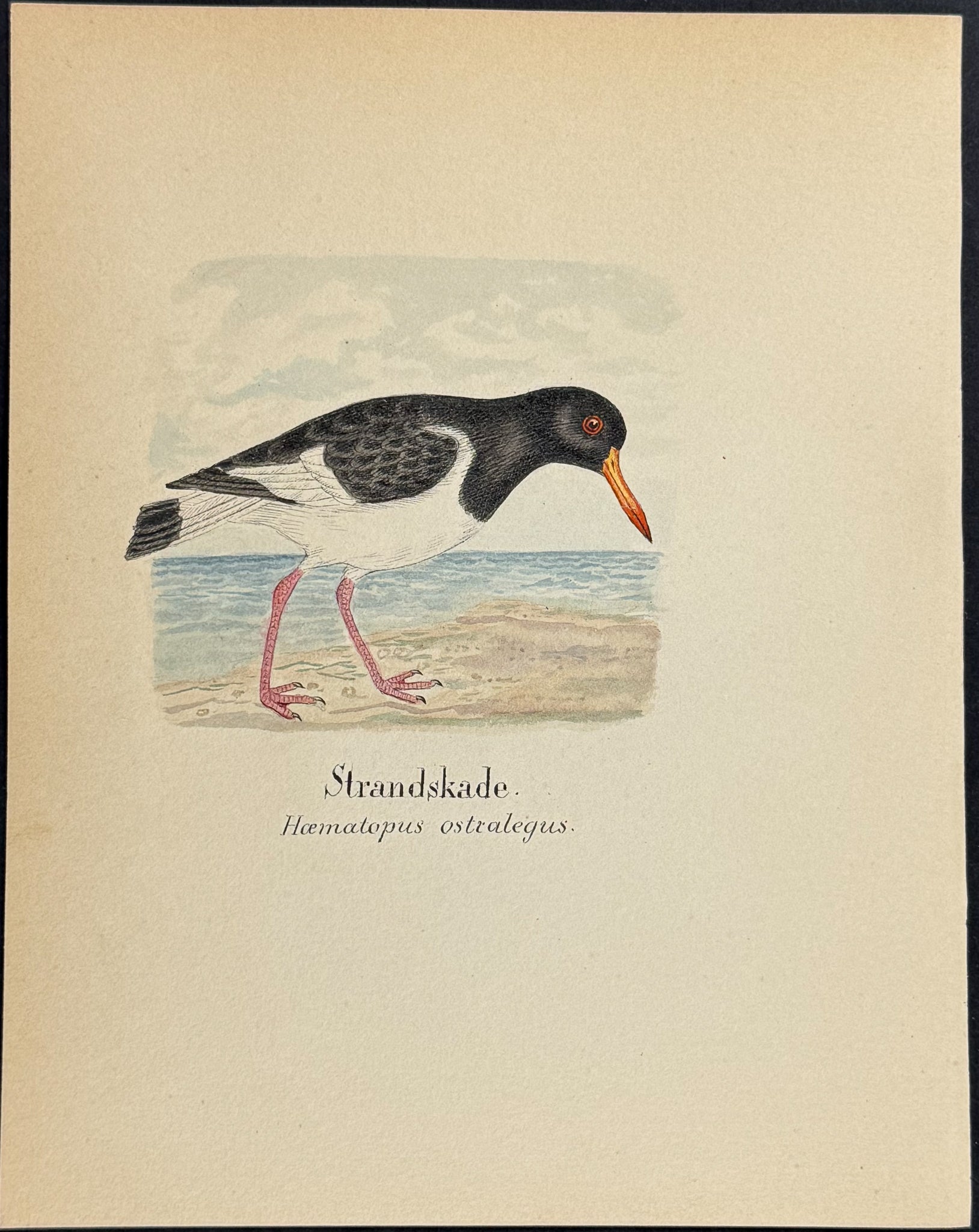 Eurasian Oystercatcher [Haematopus ostralegus]